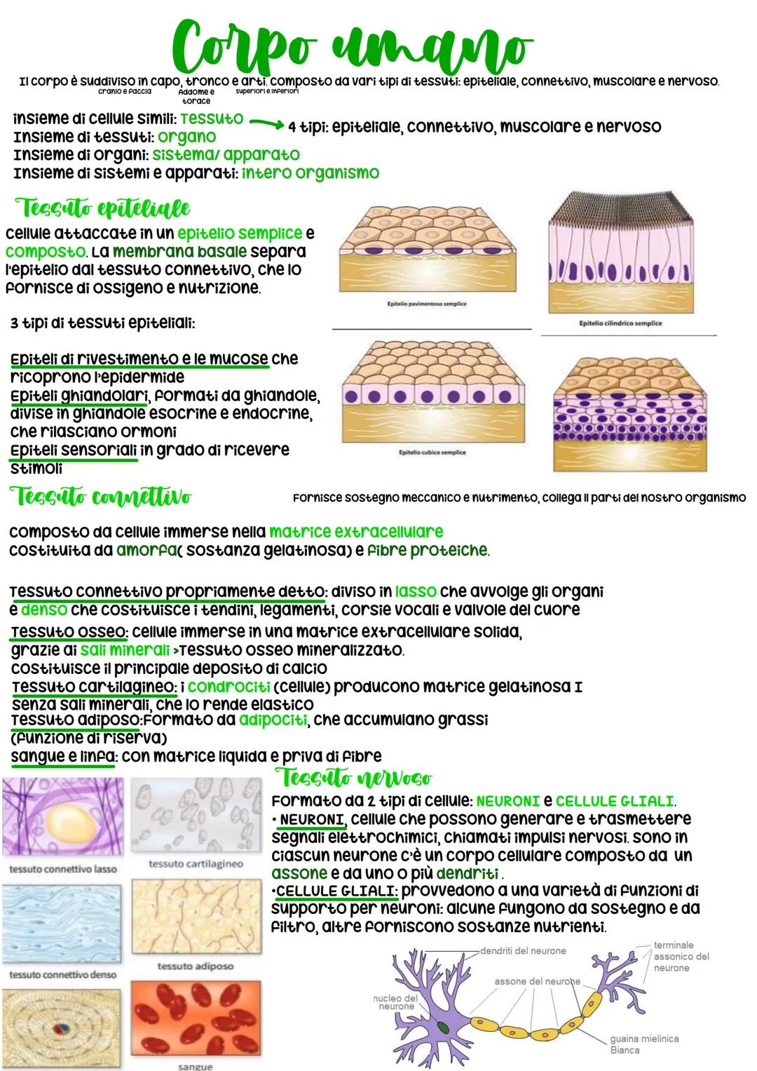 # Corpo umano
Il corpo è suddiviso in capo, tronco e arti. composto da vari tipi di tessuti: epiteliale, connettivo, muscolare e nervoso.
c