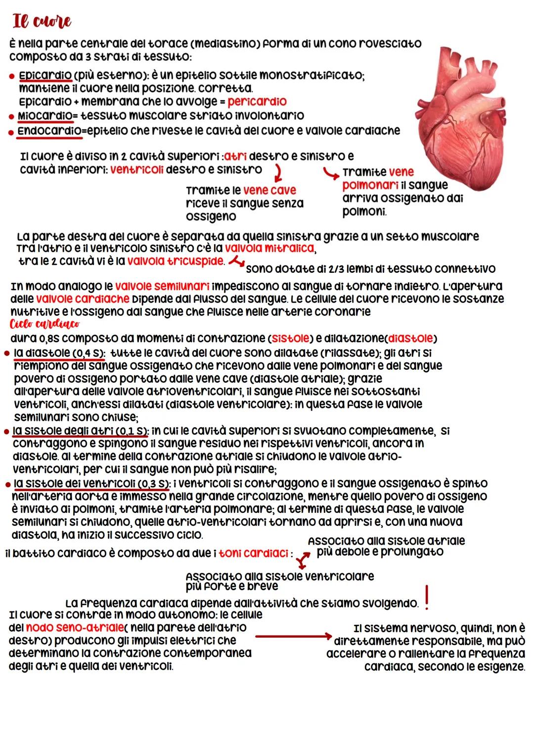 # Corpo umano
Il corpo è suddiviso in capo, tronco e arti. composto da vari tipi di tessuti: epiteliale, connettivo, muscolare e nervoso.
c