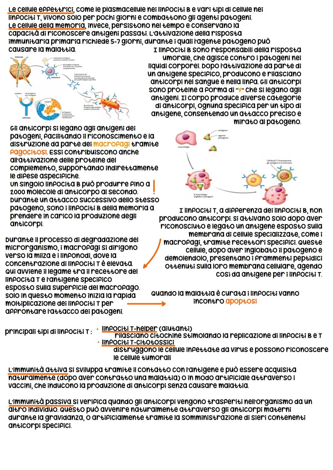 # Corpo umano
Il corpo è suddiviso in capo, tronco e arti. composto da vari tipi di tessuti: epiteliale, connettivo, muscolare e nervoso.
c
