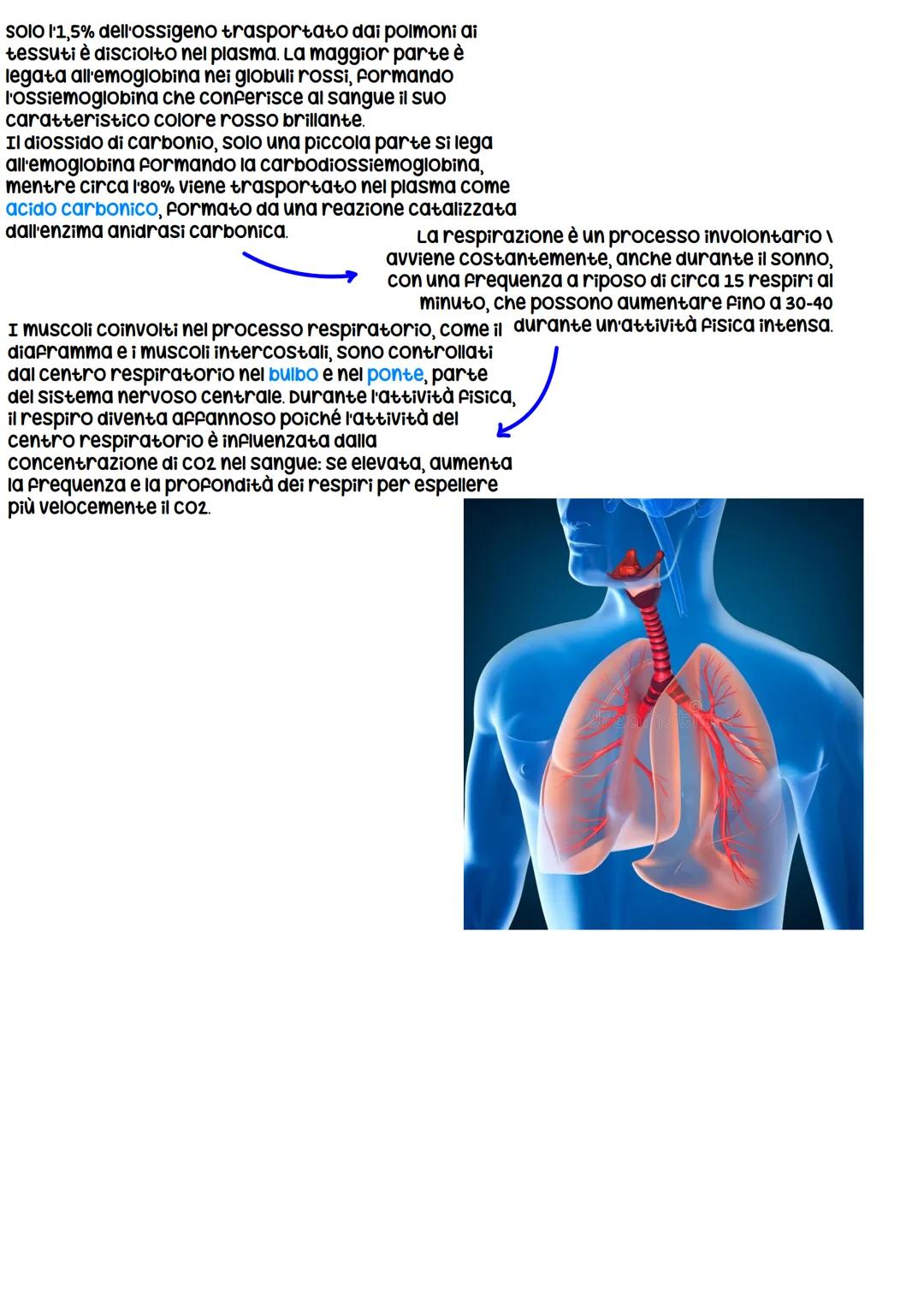 # Corpo umano
Il corpo è suddiviso in capo, tronco e arti. composto da vari tipi di tessuti: epiteliale, connettivo, muscolare e nervoso.
c
