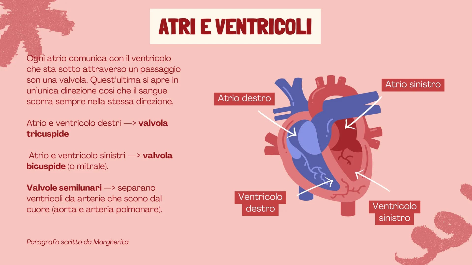 # L'APPARATO
# CIRCOLATORIO
Presentazione di Eleonora,
Margherita e Veronika # FUNZIONI E COMPONENTI
Tutte le cellule del nostro corpo dev