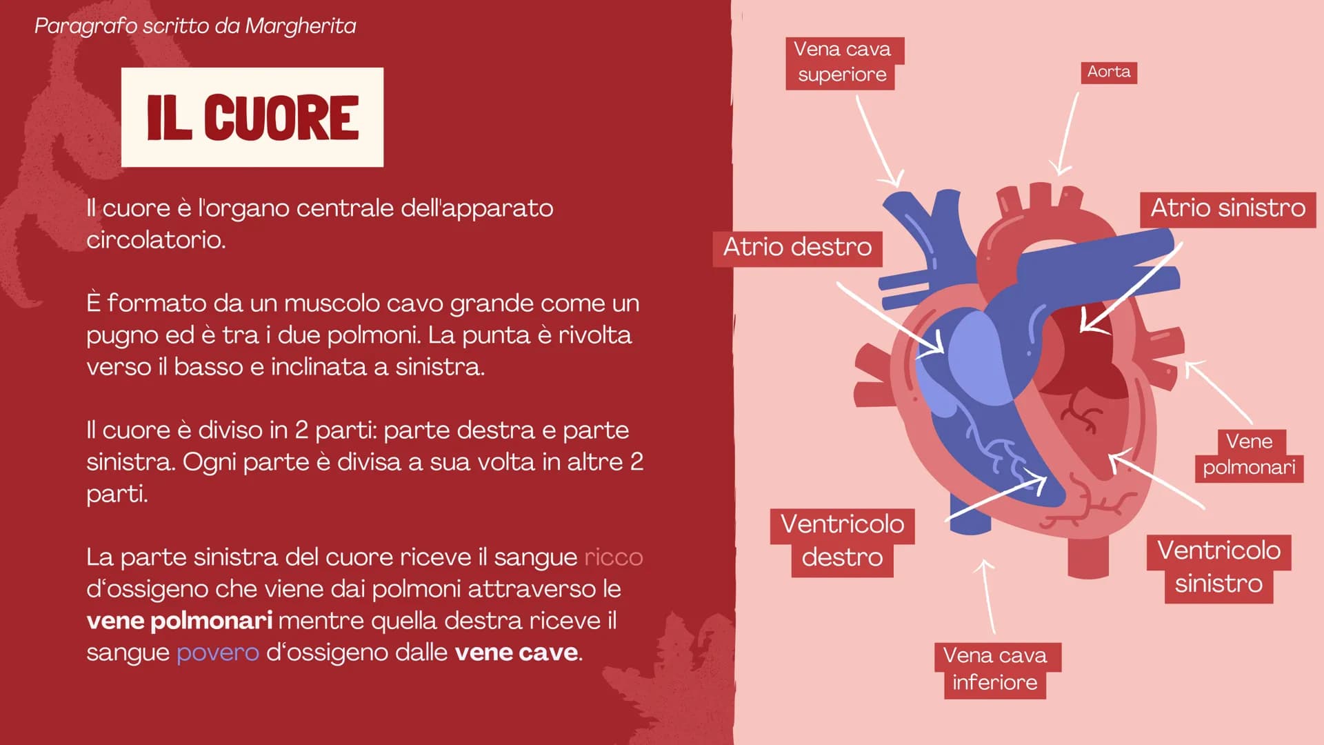 # L'APPARATO
# CIRCOLATORIO
Presentazione di Eleonora,
Margherita e Veronika # FUNZIONI E COMPONENTI
Tutte le cellule del nostro corpo dev