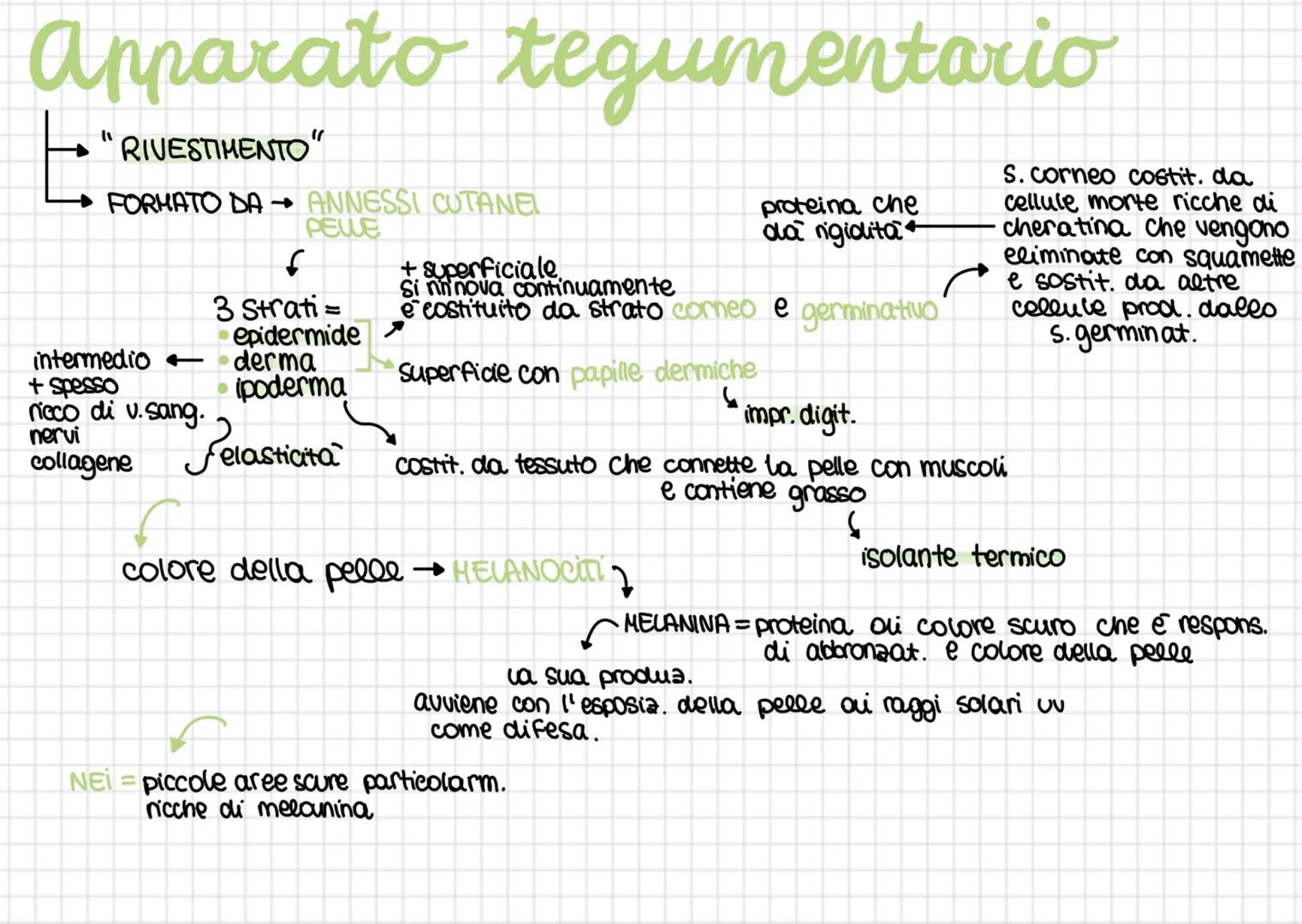 Apparato tegumentario
"RIVESTIMENTO'
ビ
"
FORMATO DA ANNESSI CUTANE
PELLE
epidermide
derma
+Superficiale
Si nnnova continuamente
proteina che