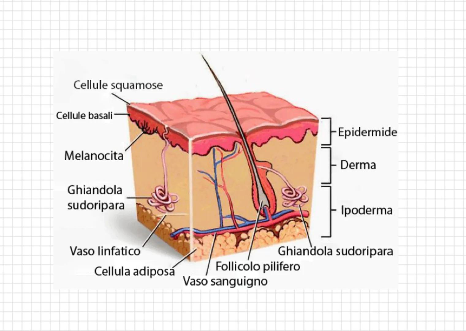 Apparato tegumentario
"RIVESTIMENTO'
ビ
"
FORMATO DA ANNESSI CUTANE
PELLE
epidermide
derma
+Superficiale
Si nnnova continuamente
proteina che
