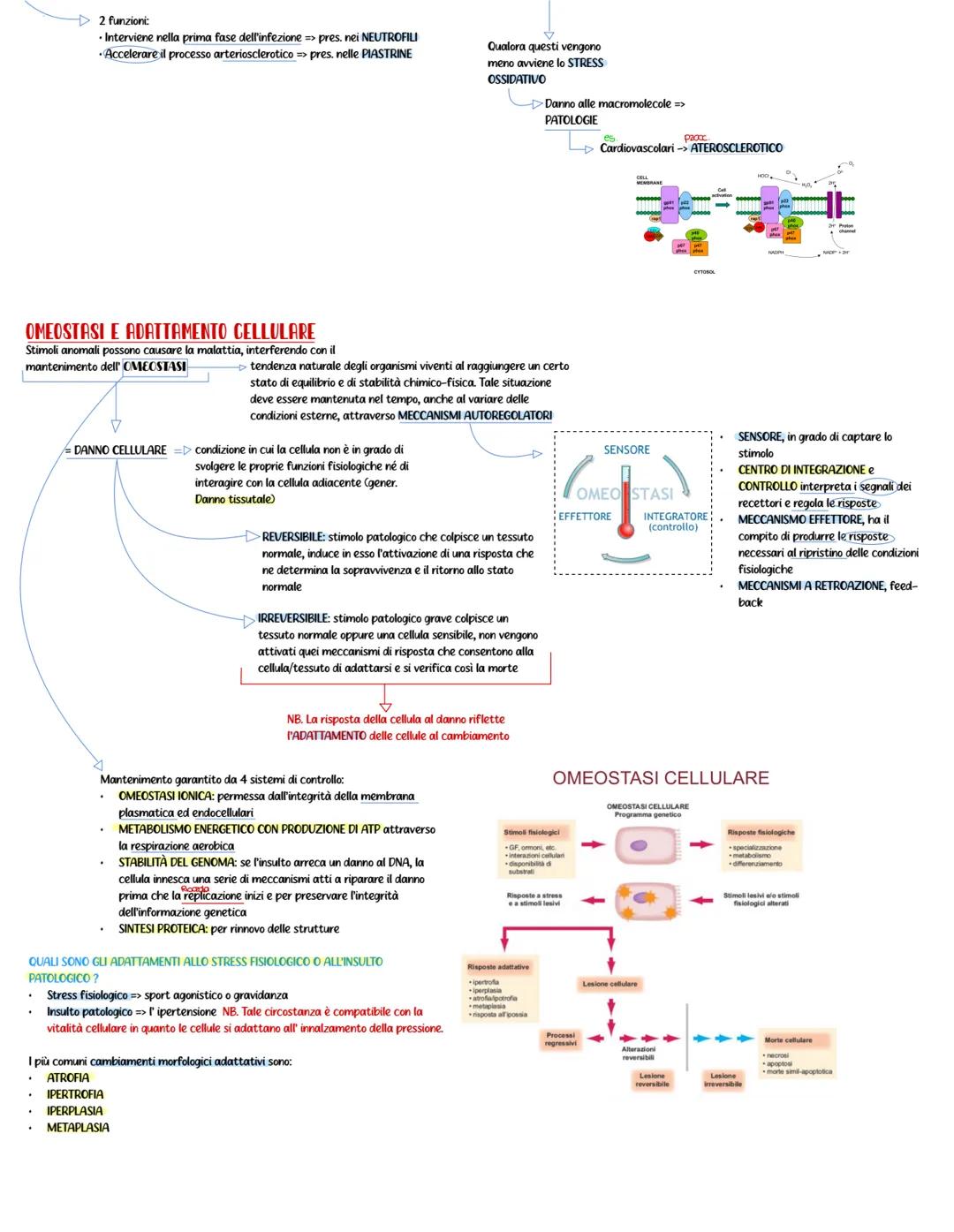 PATOLOGIA GENERALE APPUNTI
PATOLOGIA
studia la malattia dal
punto i vista
funzionale e strutturale
Riferendosi alla
CELLULA
cambiamento dell