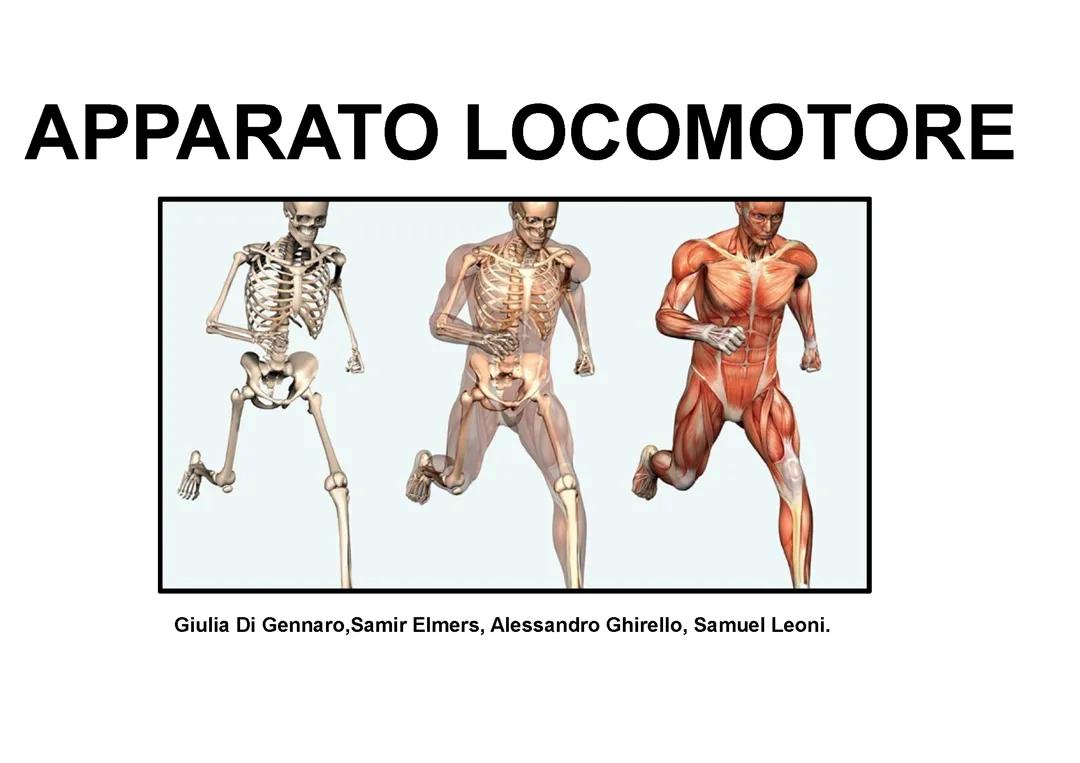 Apparato Locomotore