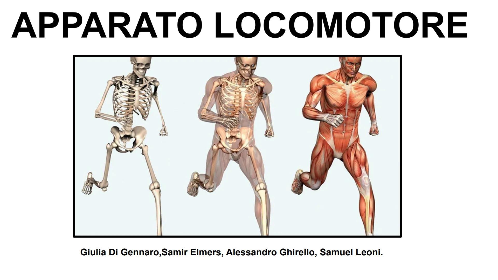 APPARATO LOCOMOTORE
Giulia Di Gennaro, Samir Elmers, Alessandro Ghirello, Samuel Leoni. A CHE COSA SERVE?
-Permette di muoverci e di
mantene