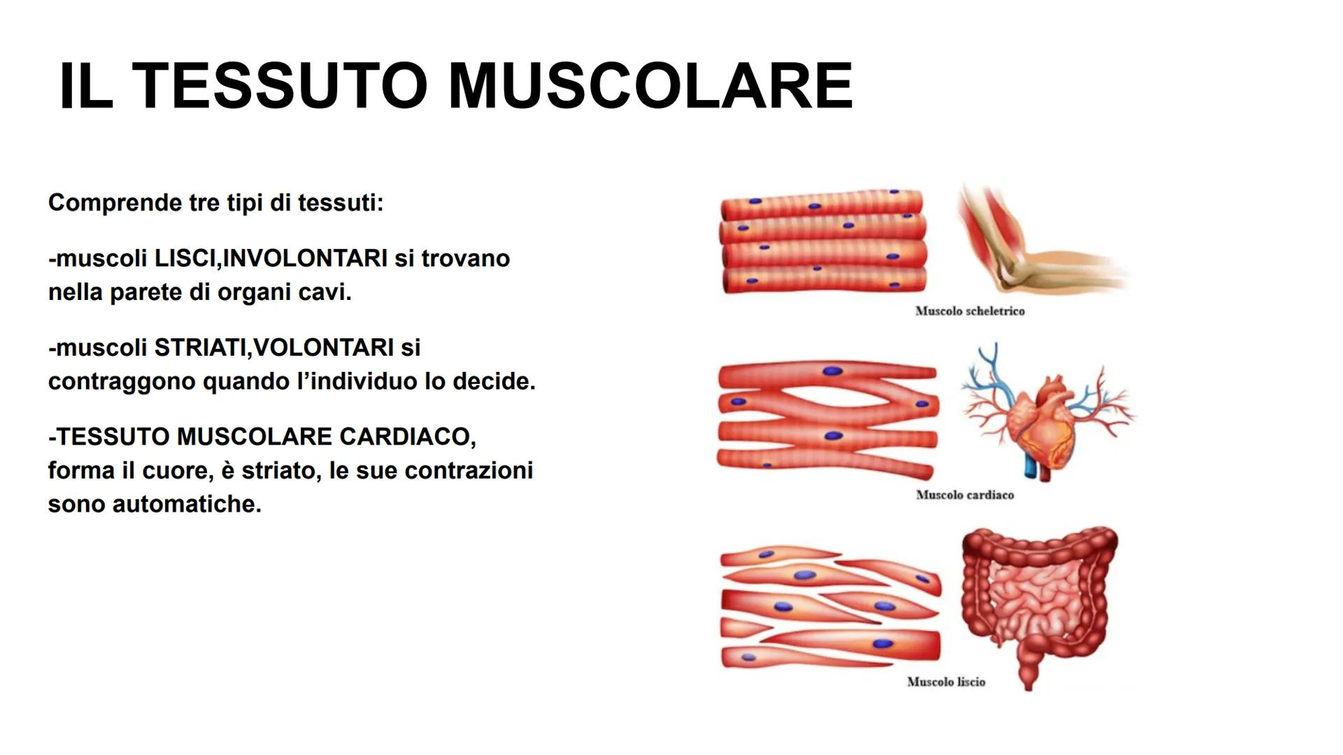APPARATO LOCOMOTORE
Giulia Di Gennaro, Samir Elmers, Alessandro Ghirello, Samuel Leoni. A CHE COSA SERVE?
-Permette di muoverci e di
mantene