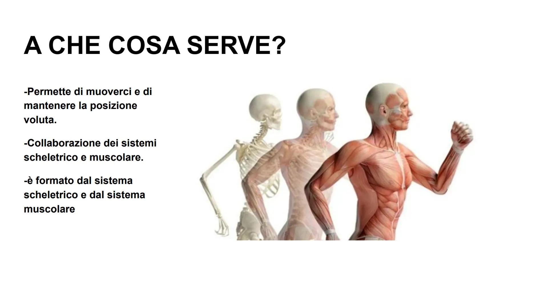 APPARATO LOCOMOTORE
Giulia Di Gennaro, Samir Elmers, Alessandro Ghirello, Samuel Leoni. A CHE COSA SERVE?
-Permette di muoverci e di
mantene