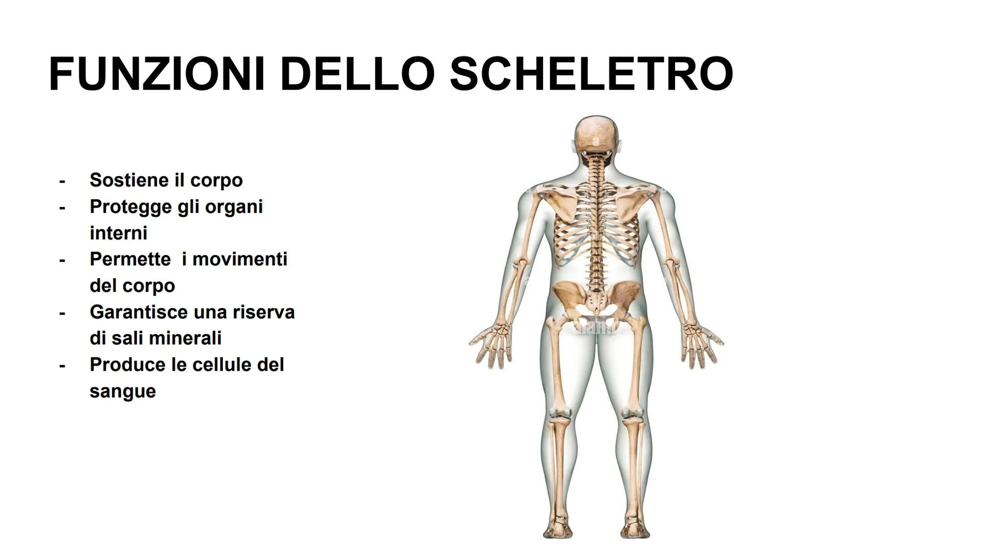 APPARATO LOCOMOTORE
Giulia Di Gennaro, Samir Elmers, Alessandro Ghirello, Samuel Leoni. A CHE COSA SERVE?
-Permette di muoverci e di
mantene