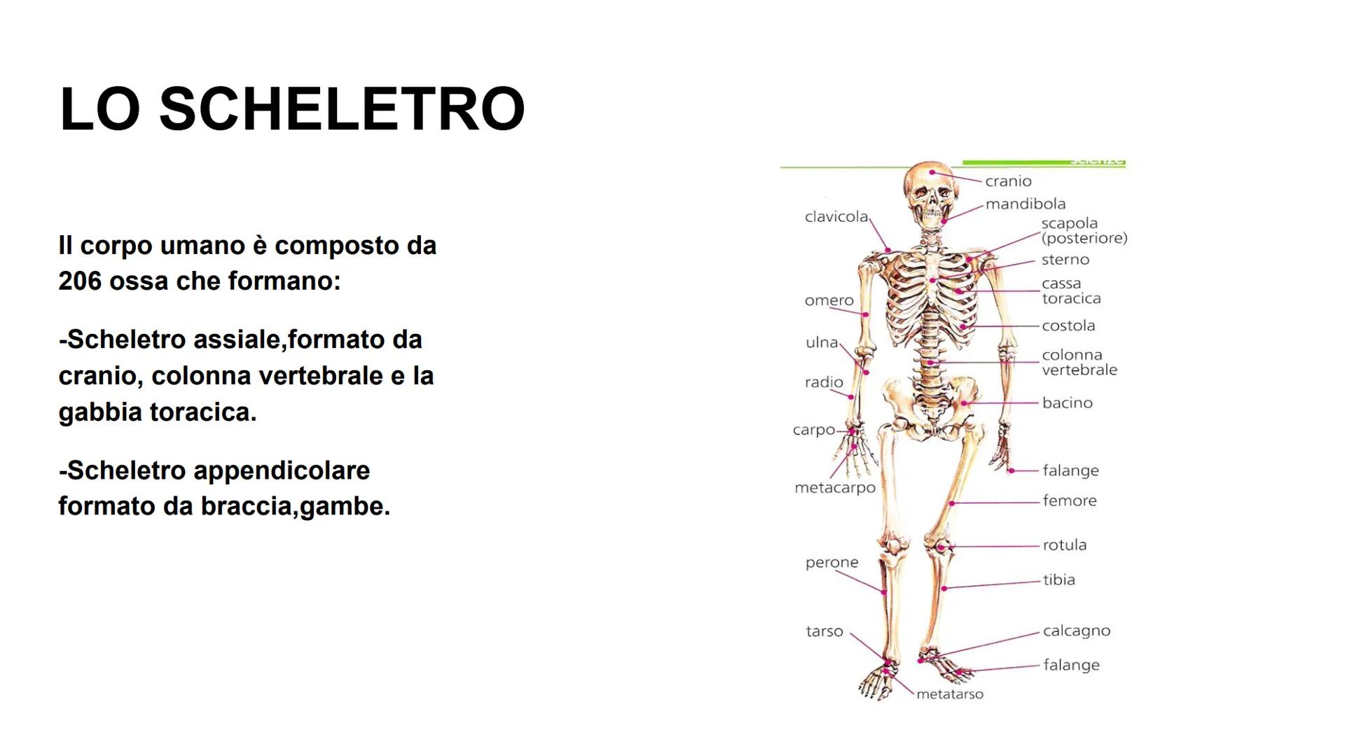 APPARATO LOCOMOTORE
Giulia Di Gennaro, Samir Elmers, Alessandro Ghirello, Samuel Leoni. A CHE COSA SERVE?
-Permette di muoverci e di
mantene