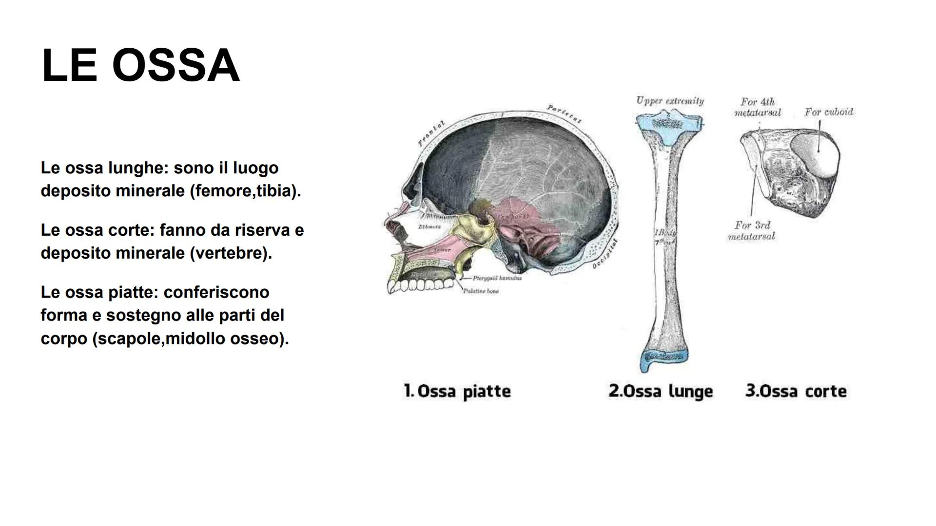 APPARATO LOCOMOTORE
Giulia Di Gennaro, Samir Elmers, Alessandro Ghirello, Samuel Leoni. A CHE COSA SERVE?
-Permette di muoverci e di
mantene
