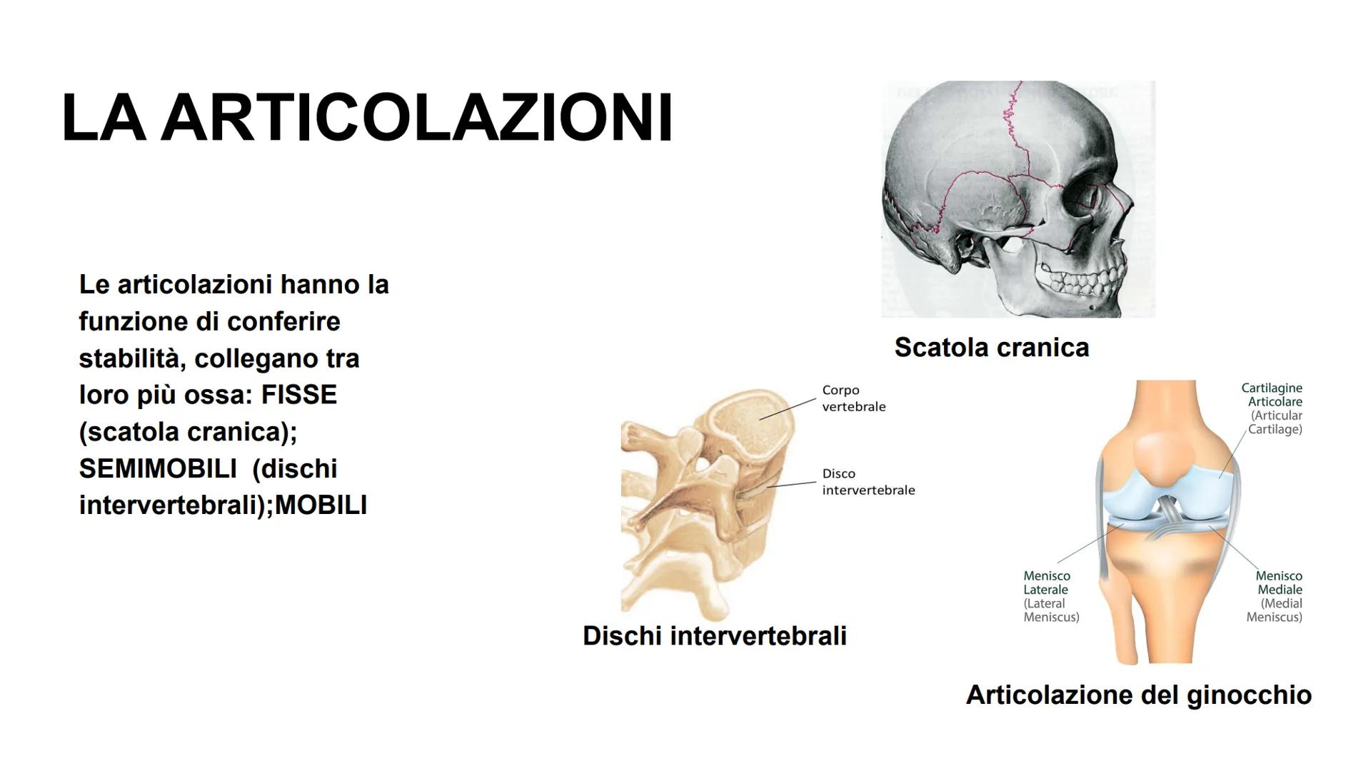 APPARATO LOCOMOTORE
Giulia Di Gennaro, Samir Elmers, Alessandro Ghirello, Samuel Leoni. A CHE COSA SERVE?
-Permette di muoverci e di
mantene