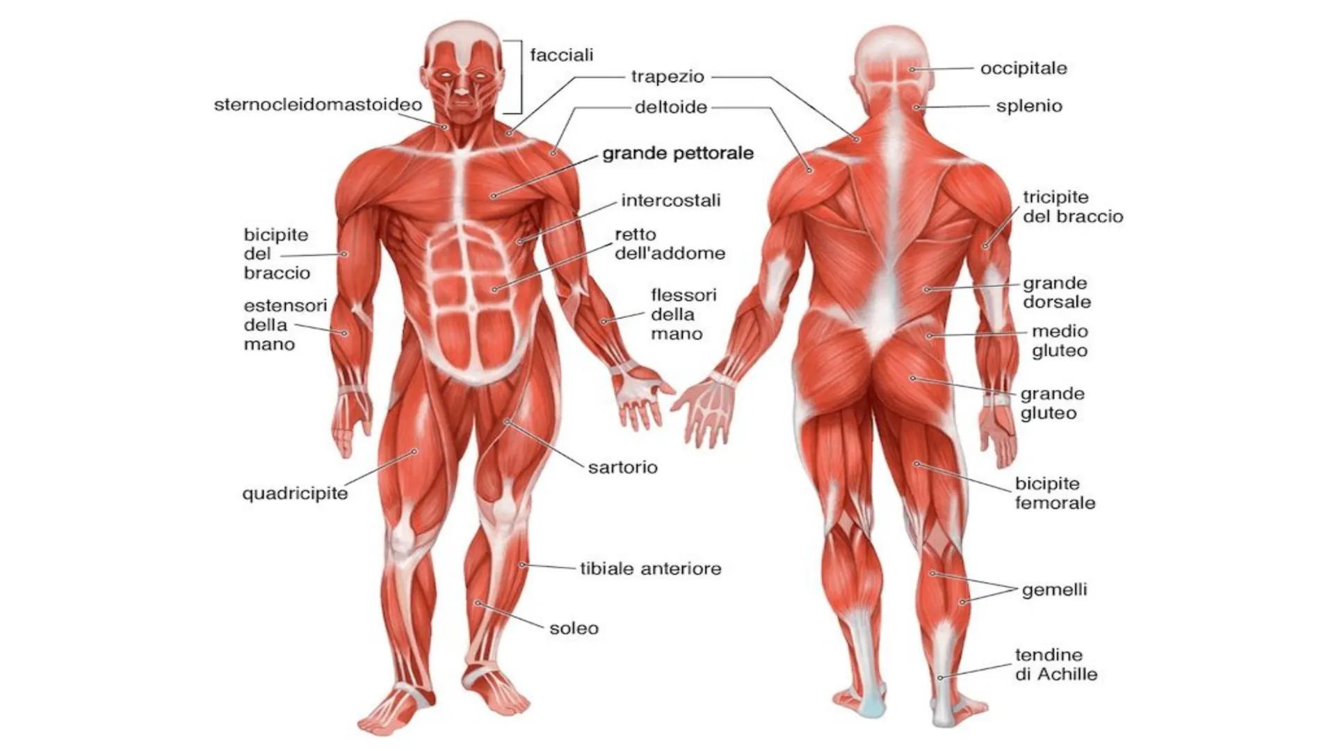 APPARATO LOCOMOTORE
Giulia Di Gennaro, Samir Elmers, Alessandro Ghirello, Samuel Leoni. A CHE COSA SERVE?
-Permette di muoverci e di
mantene