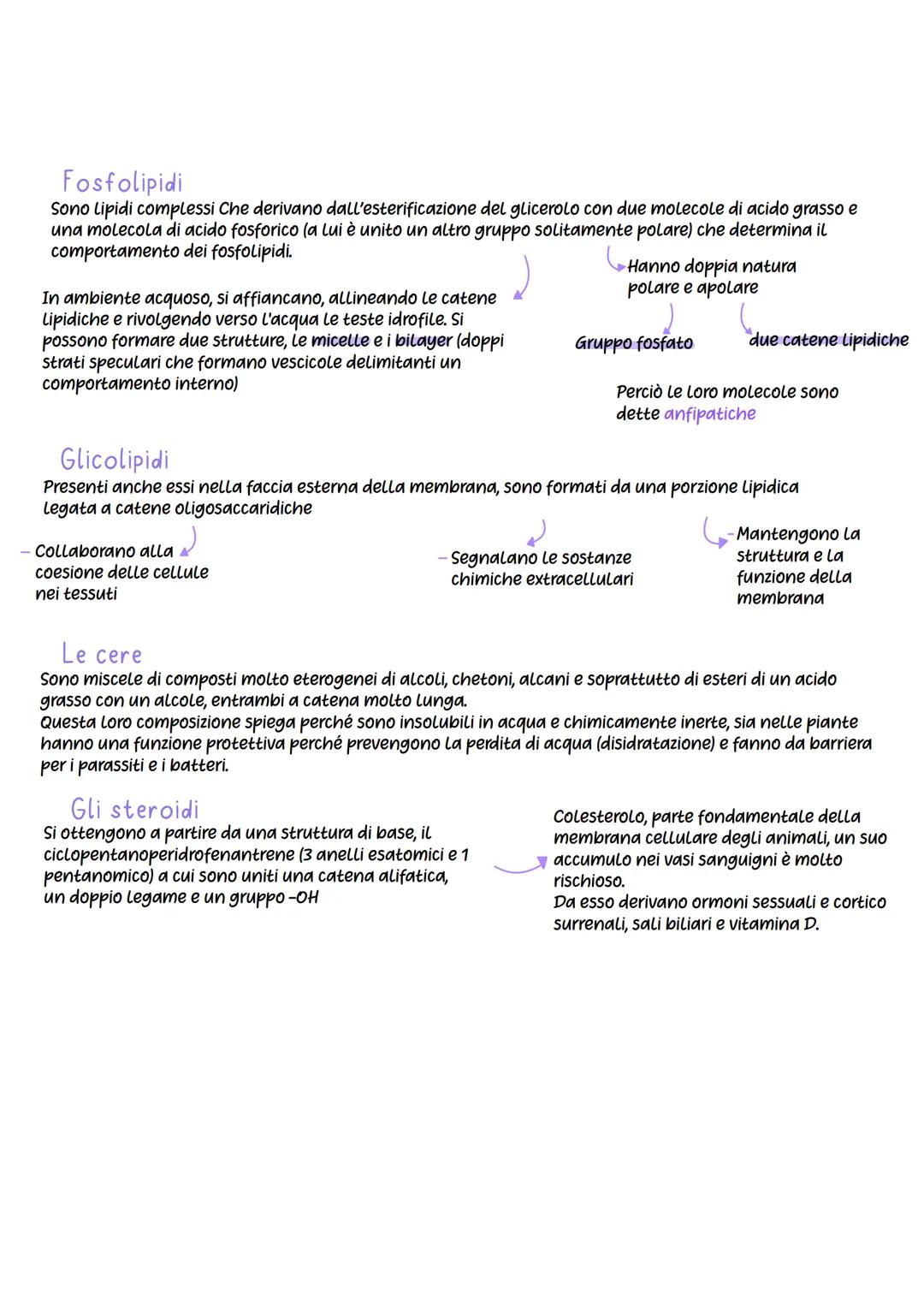 # Biomolecole
Nel mondo degli organismi viventi sono presenti molti tipi di macromolecole, ma gli
elementi che le costituiscono sono essenz