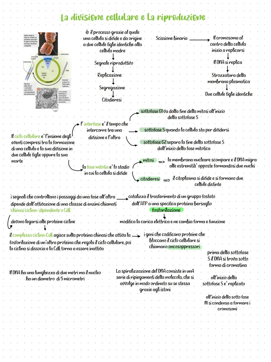 # La divisione cellulare e la riproduzione
è il processo grazie al quale
una cellula si divide e da origine
a due cellule figlie identiche