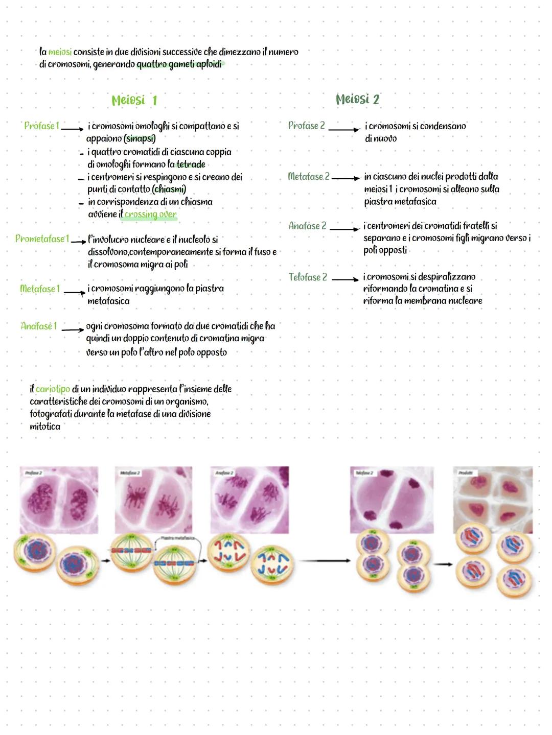 # La divisione cellulare e la riproduzione
è il processo grazie al quale
una cellula si divide e da origine
a due cellule figlie identiche
