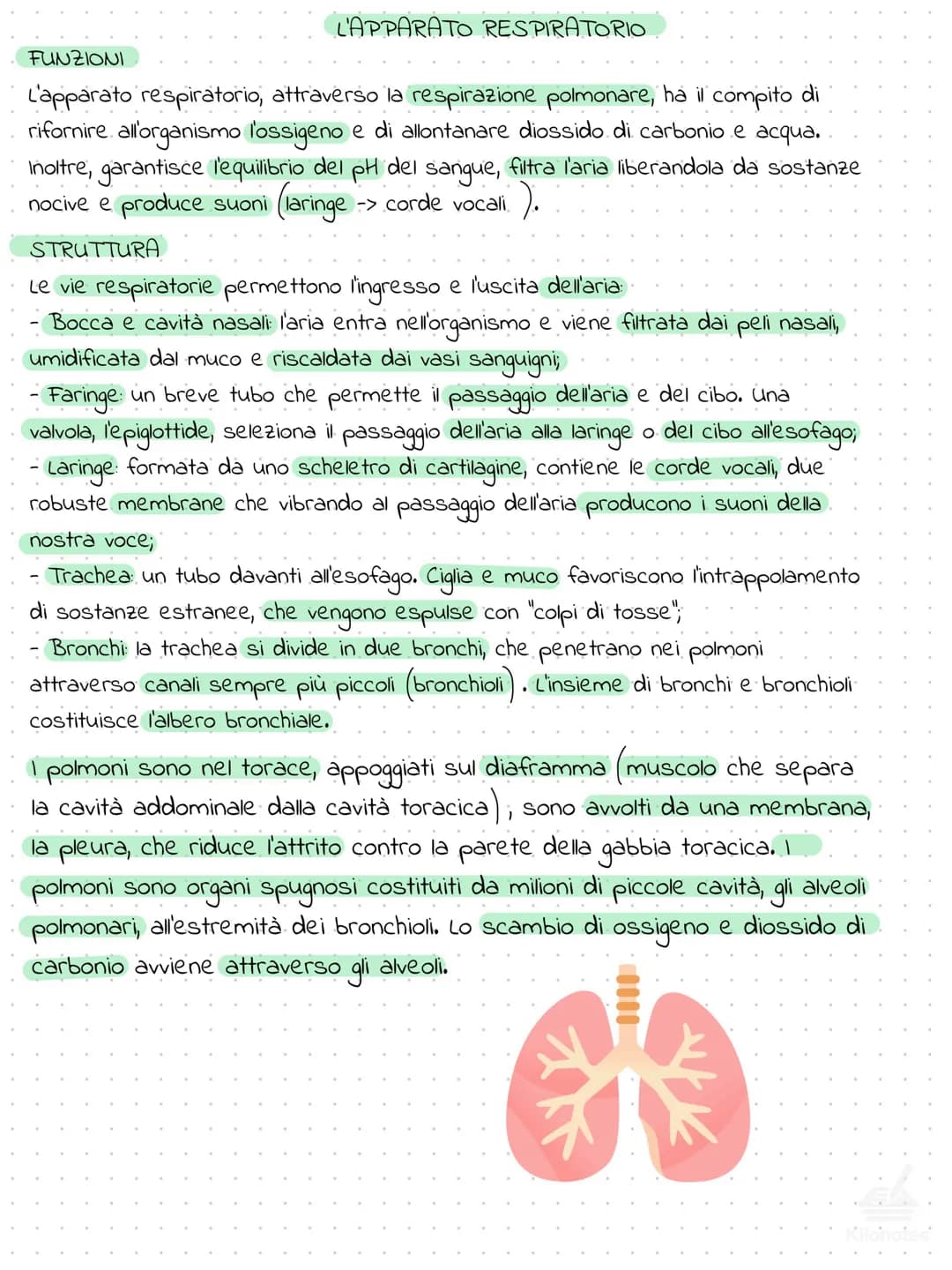 FUNZIONI
L'APPARATO RESPIRATORIO
L'apparato respiratorio, attraverso la respirazione polmonare, ha il compito di
rifornire all'organismo l'