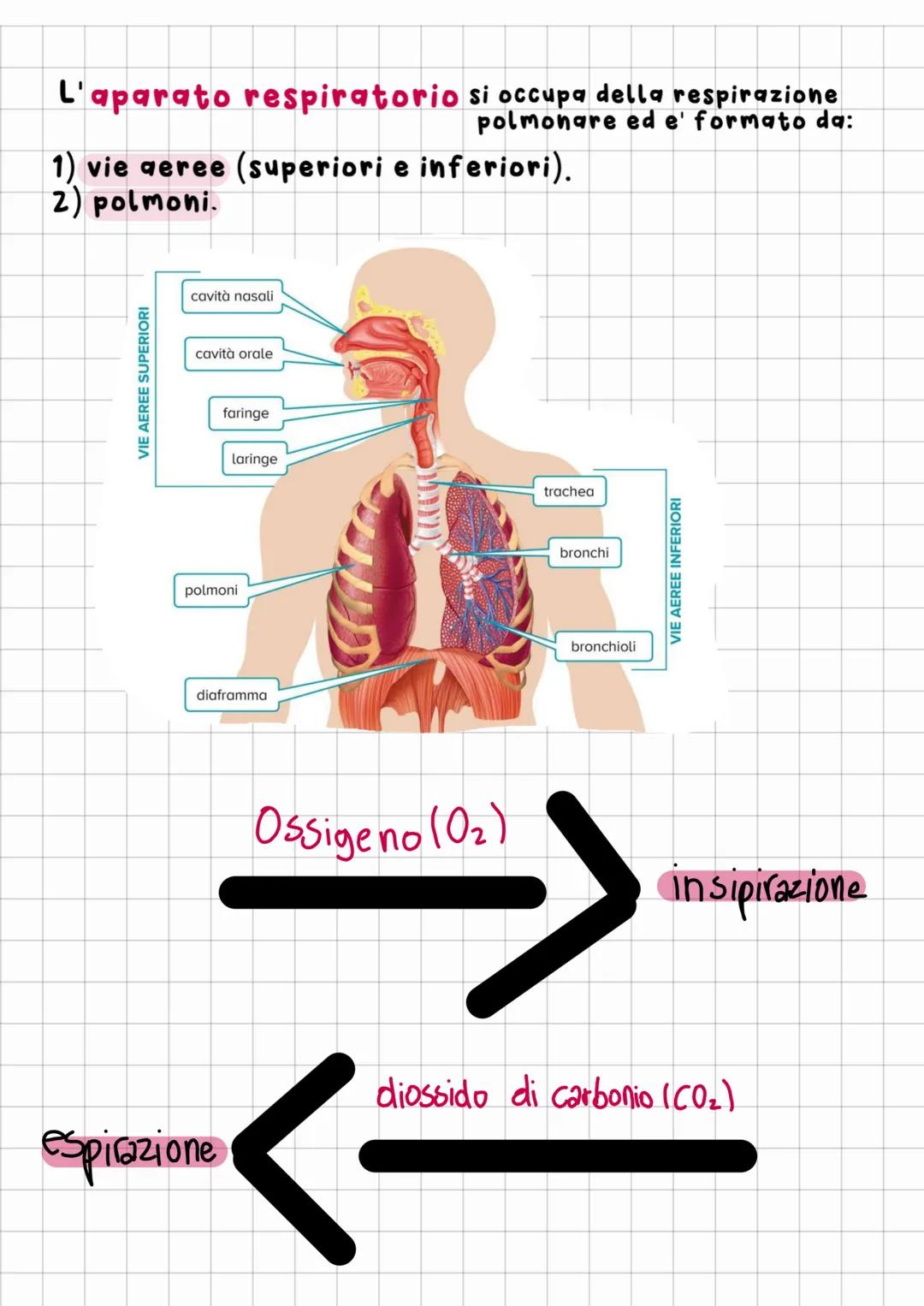 # L'apparito respiratorio
Respirazione cellulare:
Nei mitocondri glucosio (cibo)
e l'ossigeno (inspirato) reagiscono
tra loro e portano all