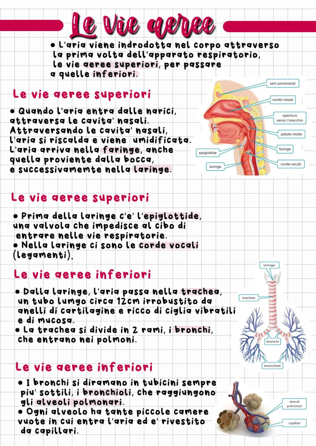# L'apparito respiratorio
Respirazione cellulare:
Nei mitocondri glucosio (cibo)
e l'ossigeno (inspirato) reagiscono
tra loro e portano all