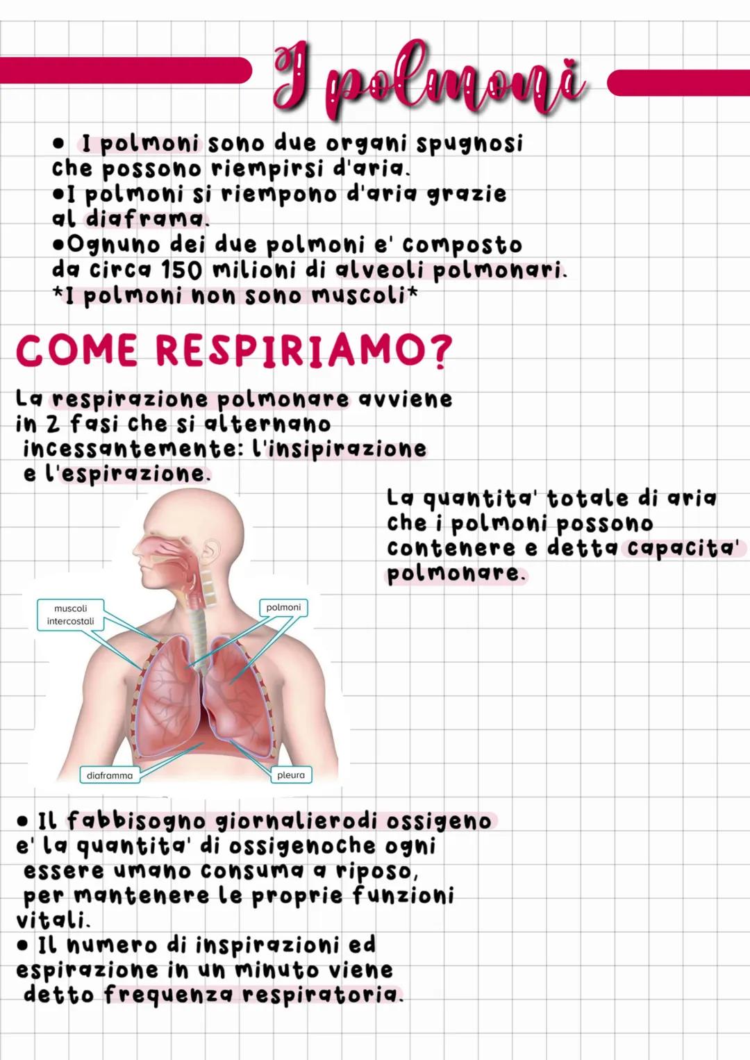 # L'apparito respiratorio
Respirazione cellulare:
Nei mitocondri glucosio (cibo)
e l'ossigeno (inspirato) reagiscono
tra loro e portano all