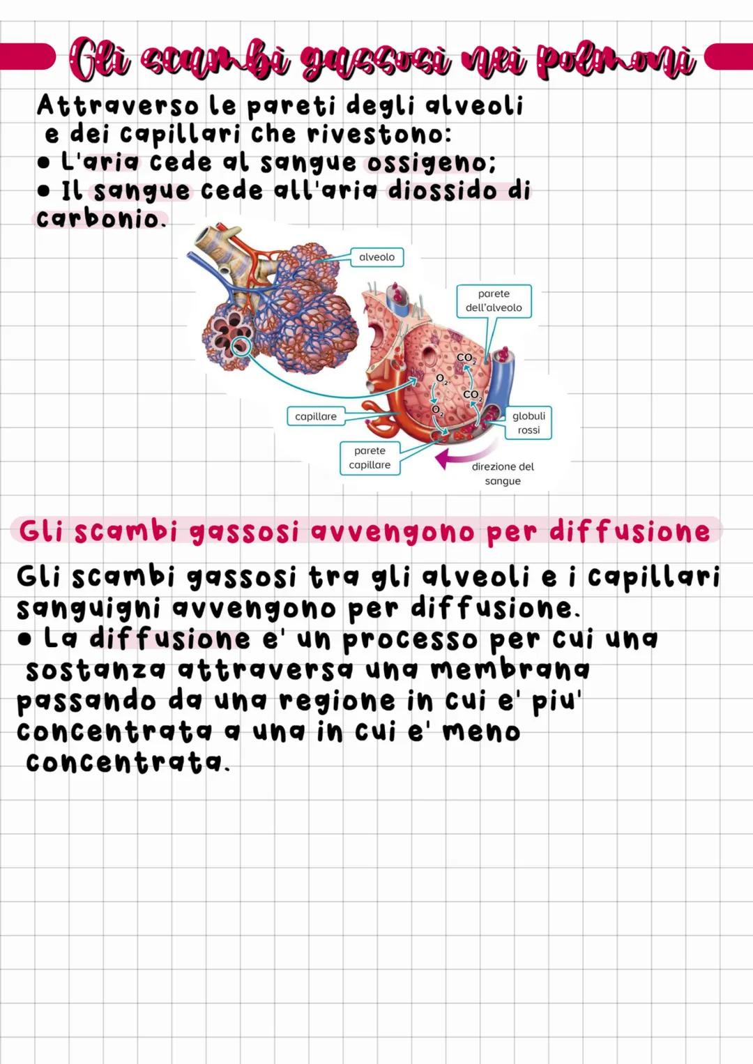 # L'apparito respiratorio
Respirazione cellulare:
Nei mitocondri glucosio (cibo)
e l'ossigeno (inspirato) reagiscono
tra loro e portano all