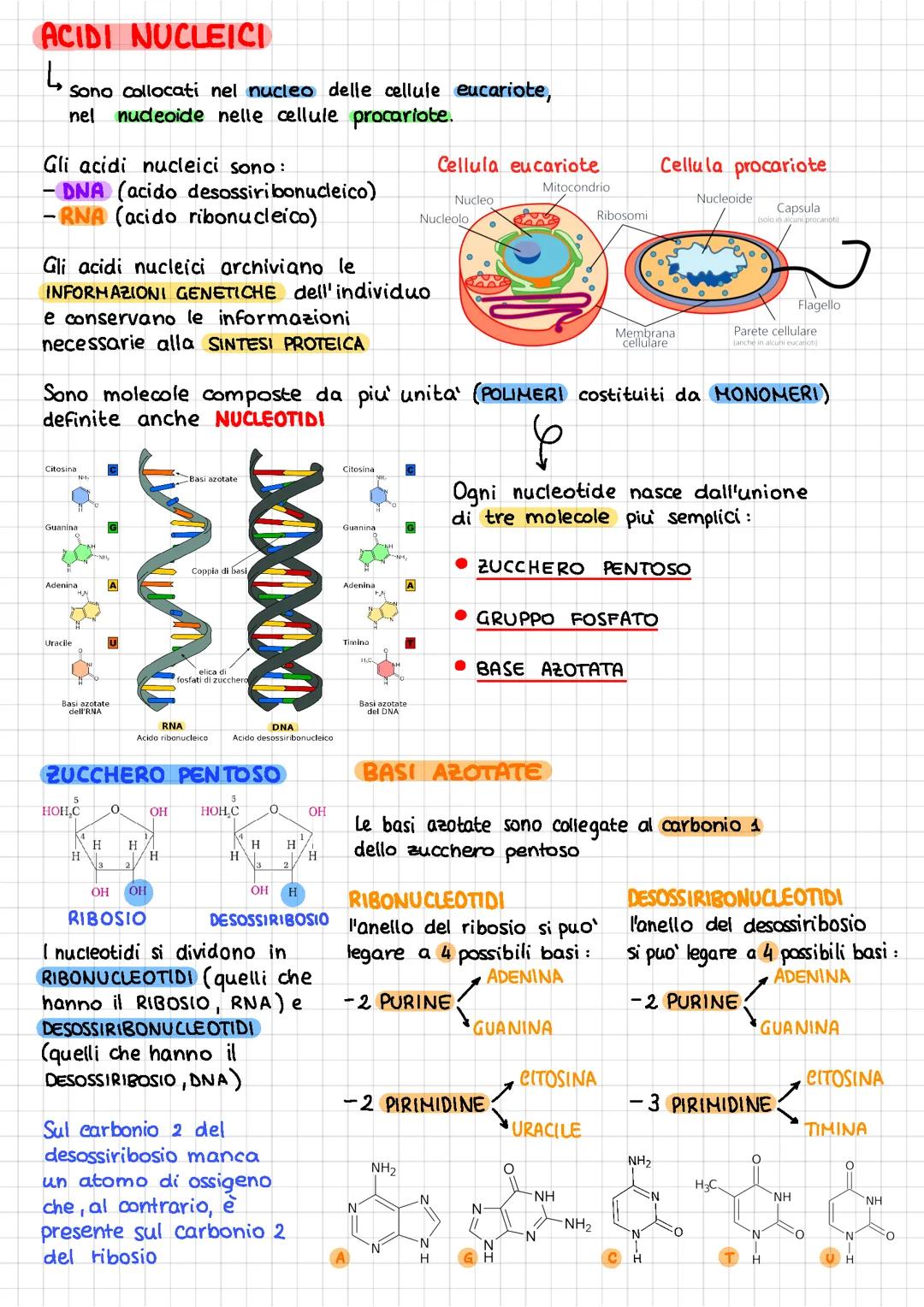 Acidi Nucleici - DNA e RNA - replicazione e sintesi proteica