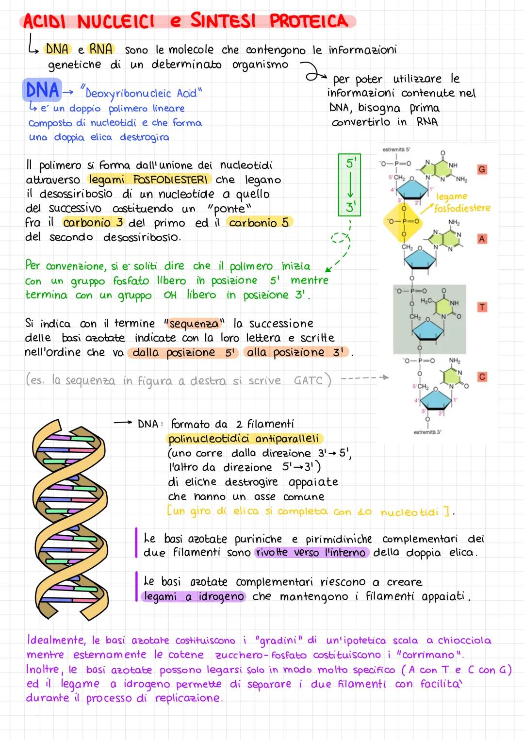 ACIDI NUCLEICI
L
Sono collocati nel nucleo delle cellule eucariote,
nel nucleoide nelle cellule procariote.
Gli acidi nucleici sono:
- DNA (