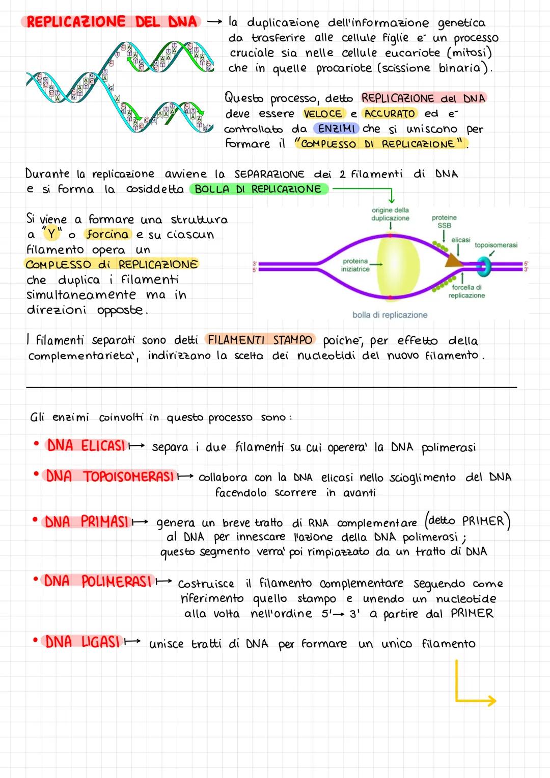ACIDI NUCLEICI
L
Sono collocati nel nucleo delle cellule eucariote,
nel nucleoide nelle cellule procariote.
Gli acidi nucleici sono:
- DNA (