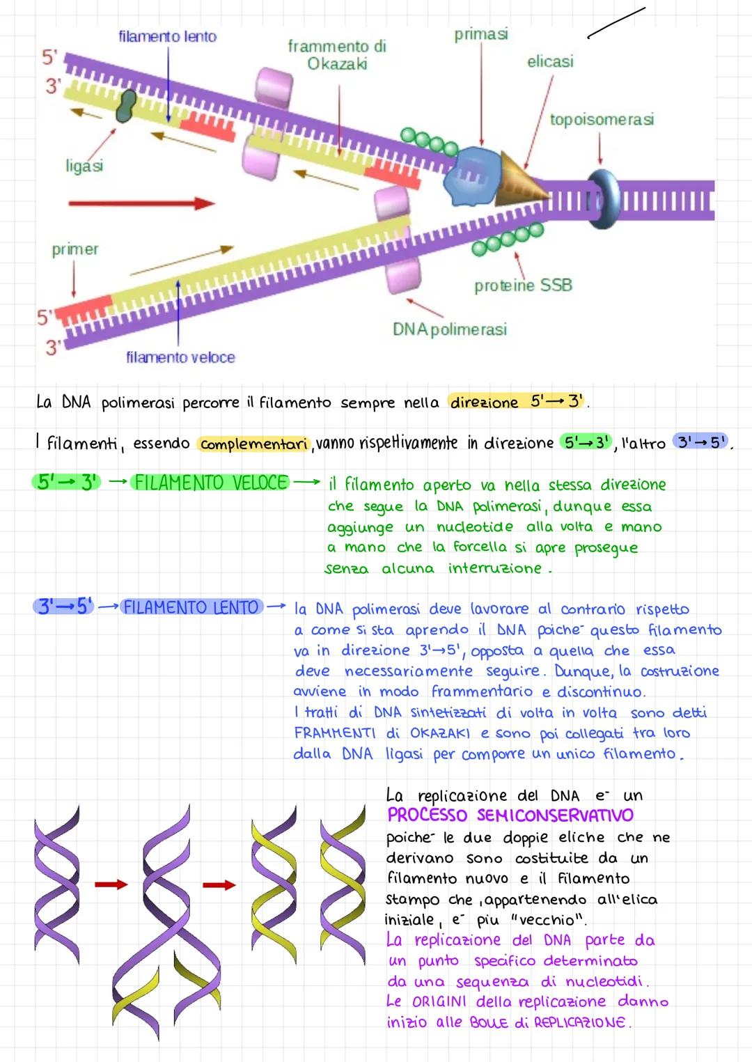 ACIDI NUCLEICI
L
Sono collocati nel nucleo delle cellule eucariote,
nel nucleoide nelle cellule procariote.
Gli acidi nucleici sono:
- DNA (