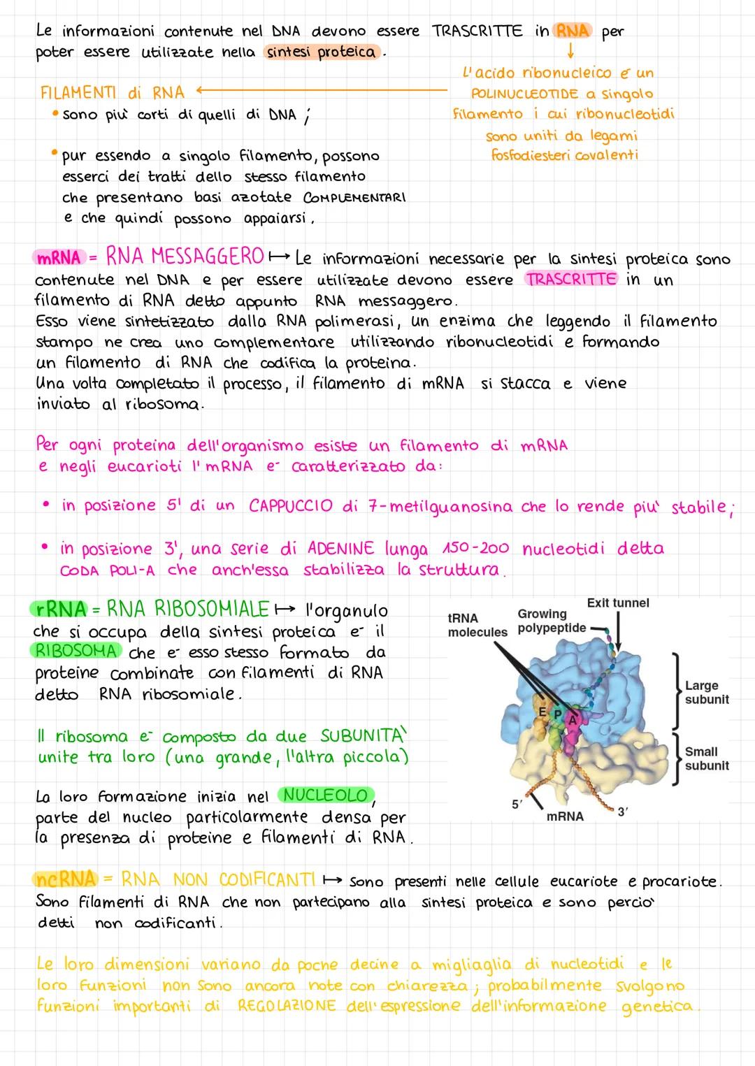 ACIDI NUCLEICI
L
Sono collocati nel nucleo delle cellule eucariote,
nel nucleoide nelle cellule procariote.
Gli acidi nucleici sono:
- DNA (