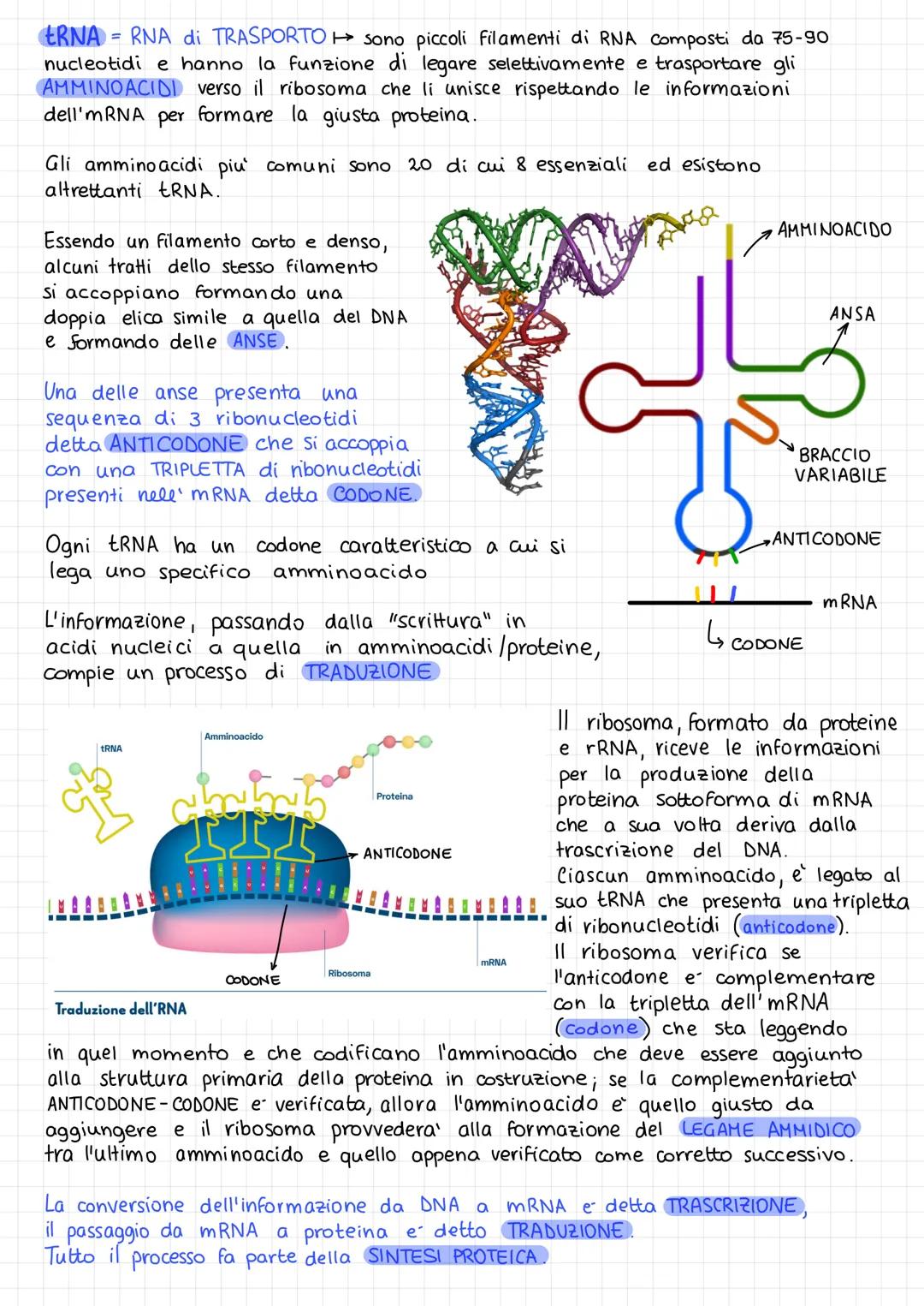 ACIDI NUCLEICI
L
Sono collocati nel nucleo delle cellule eucariote,
nel nucleoide nelle cellule procariote.
Gli acidi nucleici sono:
- DNA (
