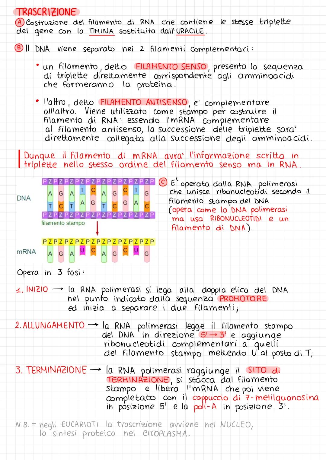 ACIDI NUCLEICI
L
Sono collocati nel nucleo delle cellule eucariote,
nel nucleoide nelle cellule procariote.
Gli acidi nucleici sono:
- DNA (