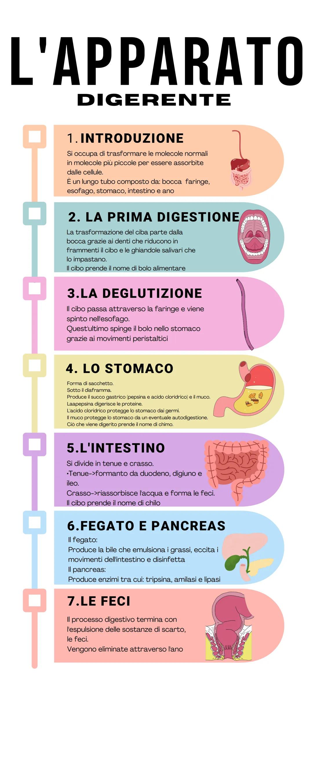 # L'APPARATO
DIGERENTE
1. INTRODUZIONE
Si occupa di trasformare le molecole normali
in molecole più piccole per essere assorbite
dalle ce