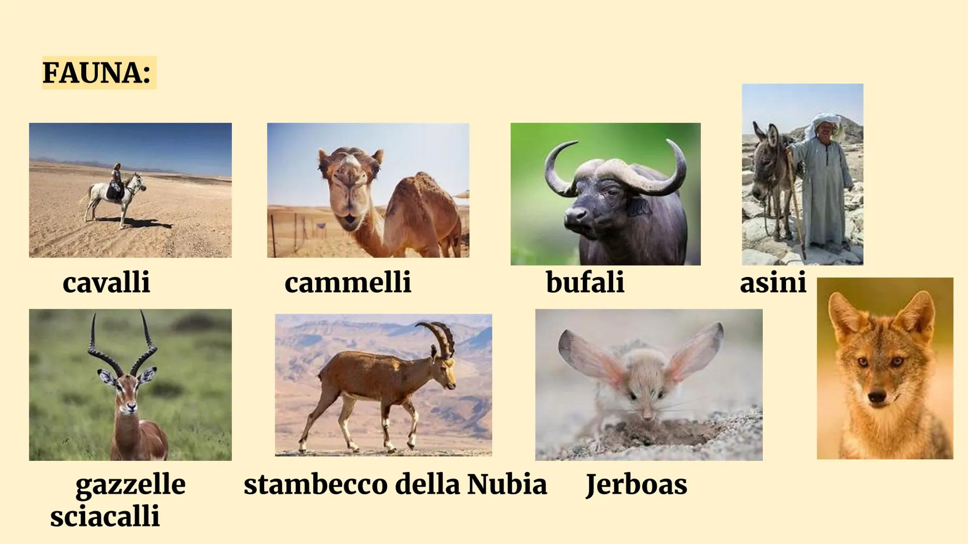 # EGITTO
LIBANO SIRIA IRAQ
ISRAELE
GIORDANΝΙΑ ARABIA
SAUDITA
MAR MEDITERRANEO
Bardia al-Mahalla
Delta al-Kubra
del Nilo Damietta
Aless