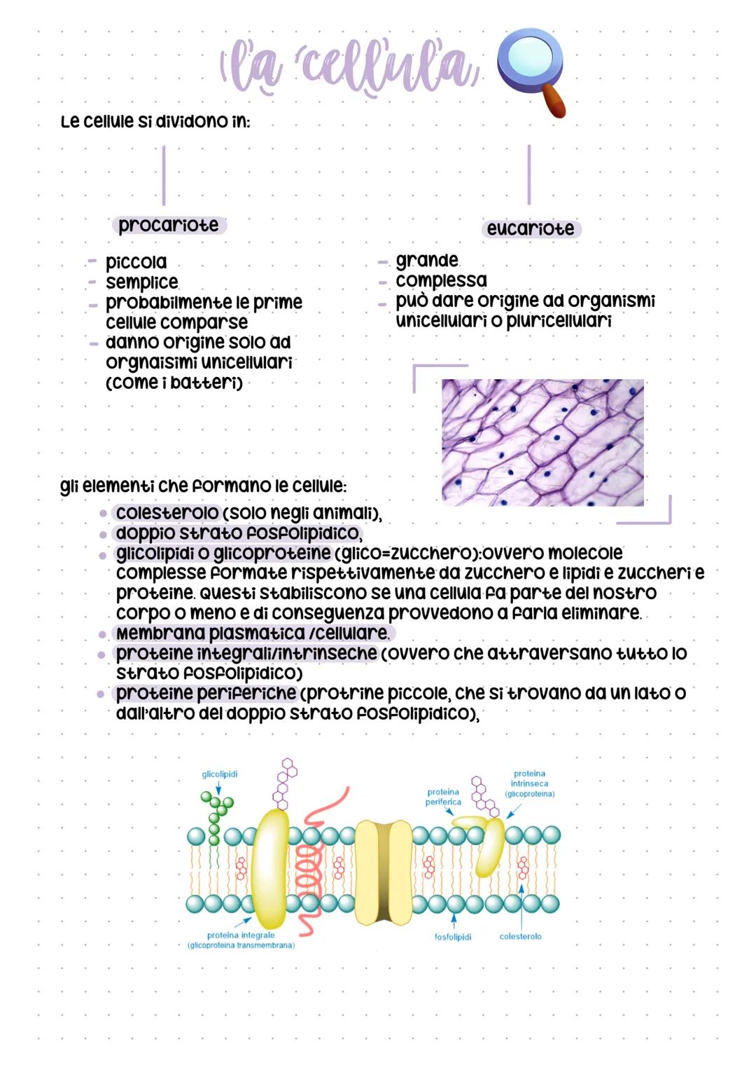 # la cellula, Q
Le cellule si dividono in:
procariote
- piccola
- semplice
- probabilmente le prime
cellule comparse
- danno origine solo