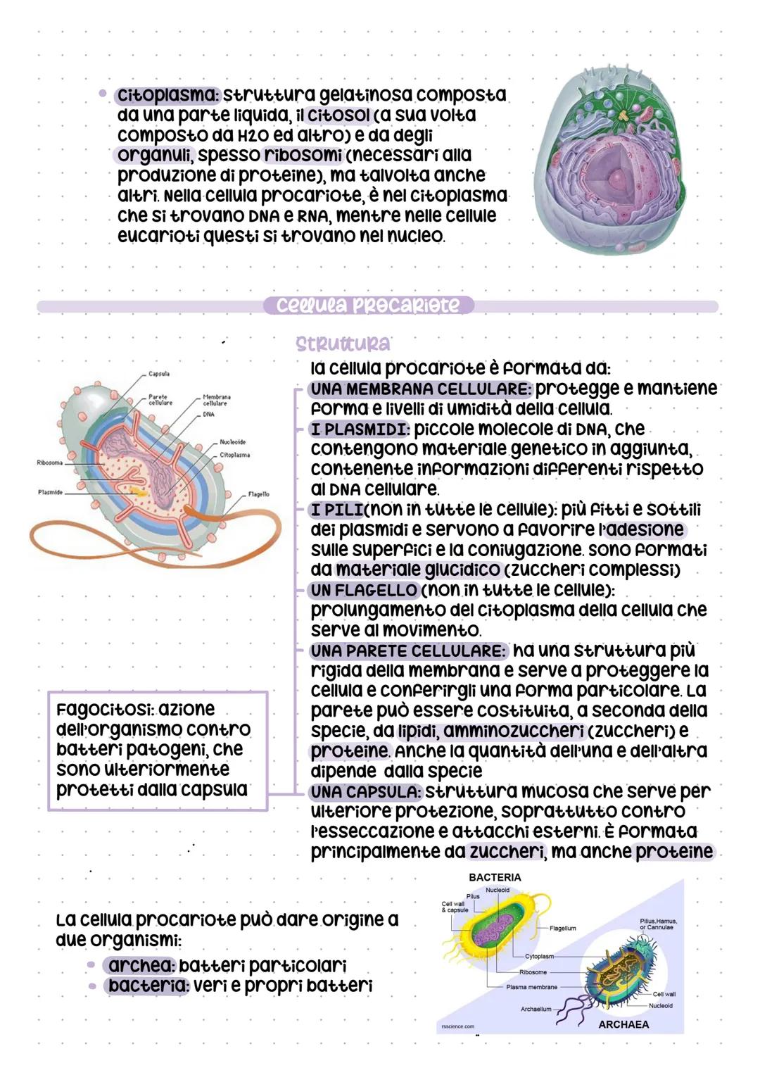 # la cellula, Q
Le cellule si dividono in:
procariote
- piccola
- semplice
- probabilmente le prime
cellule comparse
- danno origine solo