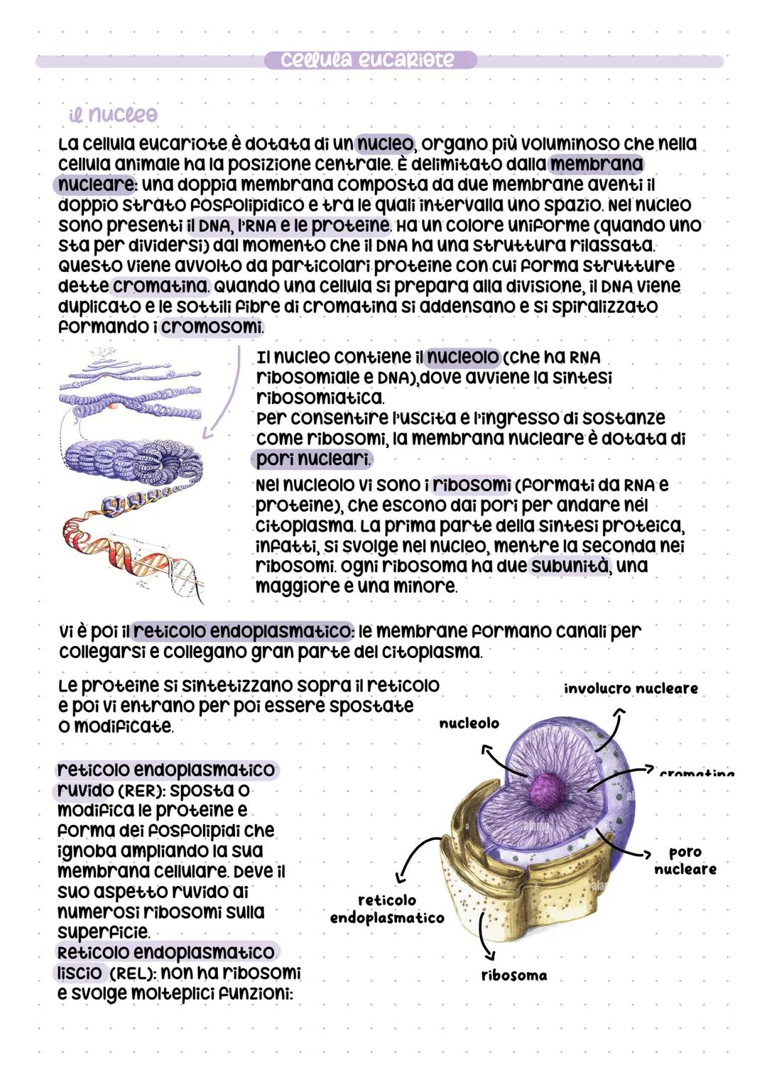 # la cellula, Q
Le cellule si dividono in:
procariote
- piccola
- semplice
- probabilmente le prime
cellule comparse
- danno origine solo