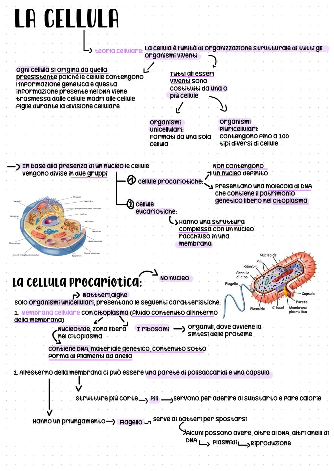 LA CELLULA
teoria cellulare:
ogni cellula si origina da quella
preesistente poichè le cellule contengono
l'informazione genetica e questa
in
