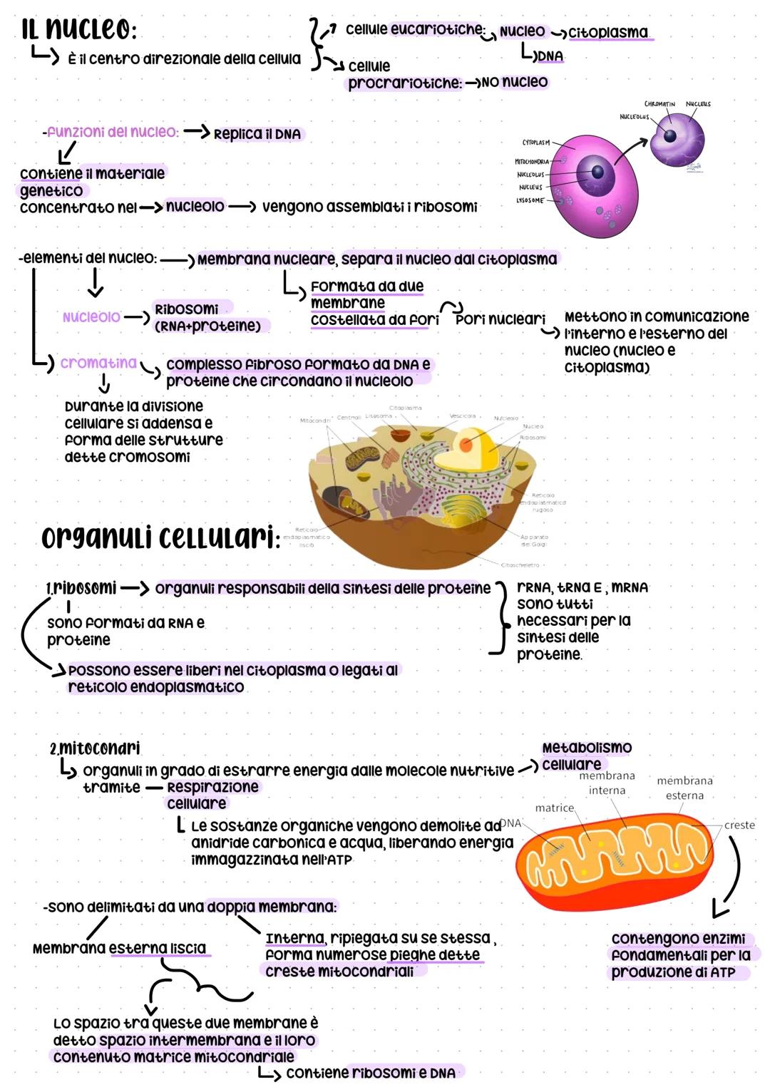 LA CELLULA
teoria cellulare:
ogni cellula si origina da quella
preesistente poichè le cellule contengono
l'informazione genetica e questa
in