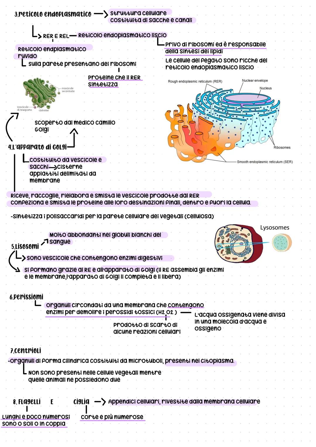 LA CELLULA
teoria cellulare:
ogni cellula si origina da quella
preesistente poichè le cellule contengono
l'informazione genetica e questa
in