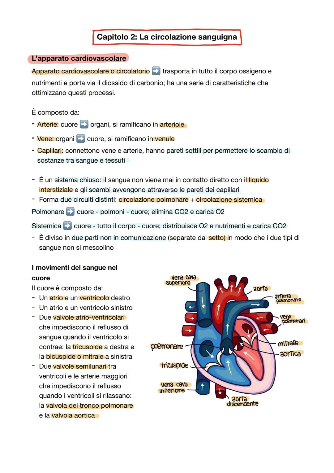 # Capitolo 2: La circolazione sanguigna
L'apparato cardiovascolare
Apparato cardiovascolare o circolatorio trasporta in tutto il corpo oss
