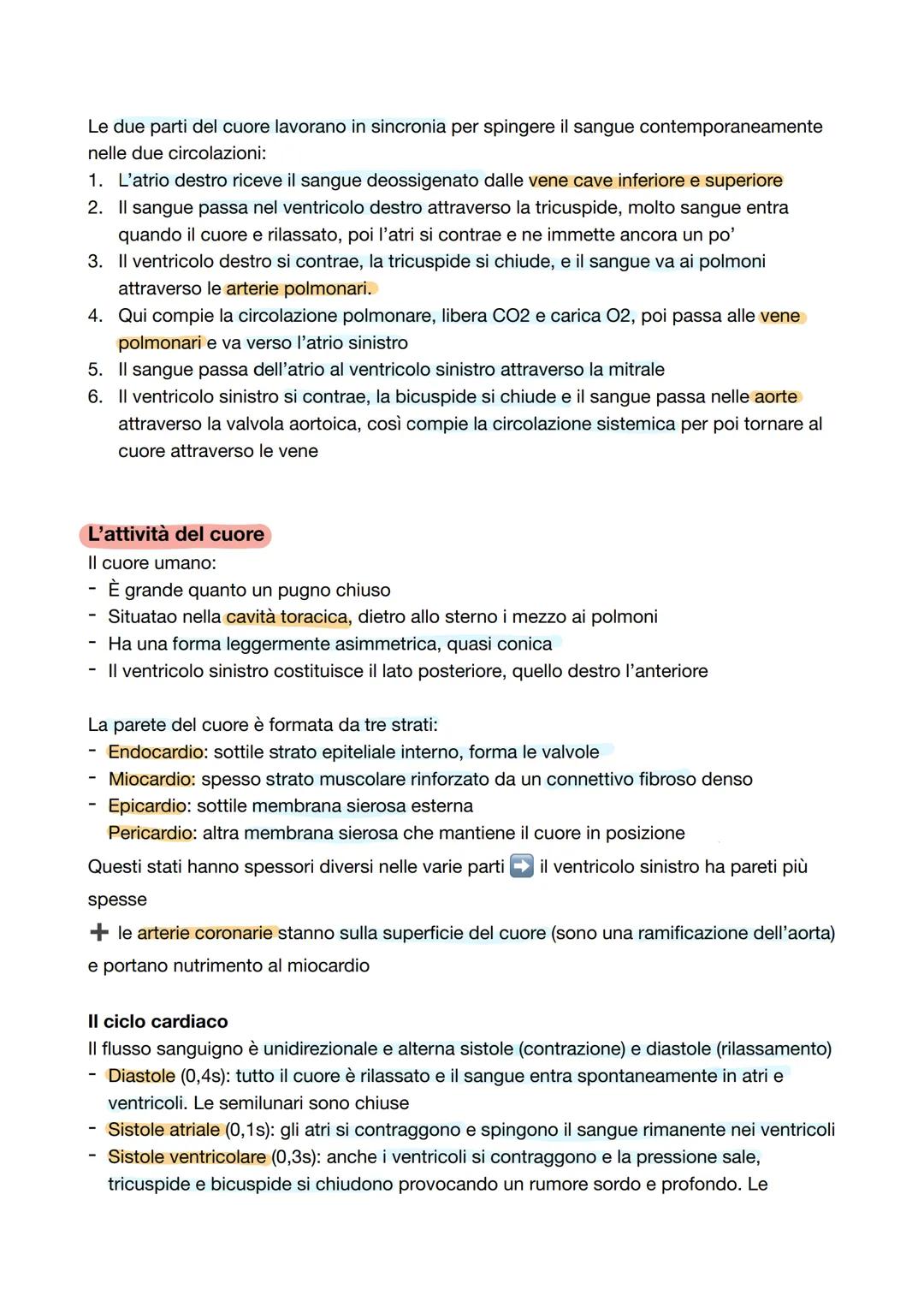 # Capitolo 2: La circolazione sanguigna
L'apparato cardiovascolare
Apparato cardiovascolare o circolatorio trasporta in tutto il corpo oss
