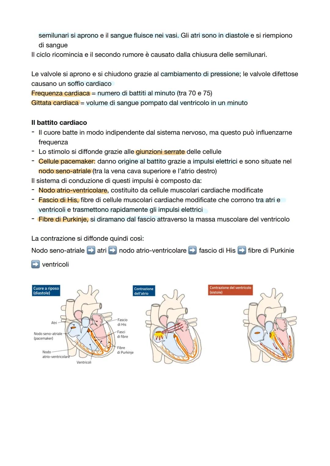 # Capitolo 2: La circolazione sanguigna
L'apparato cardiovascolare
Apparato cardiovascolare o circolatorio trasporta in tutto il corpo oss
