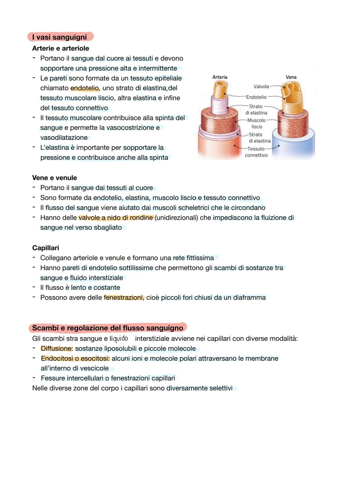 # Capitolo 2: La circolazione sanguigna
L'apparato cardiovascolare
Apparato cardiovascolare o circolatorio trasporta in tutto il corpo oss