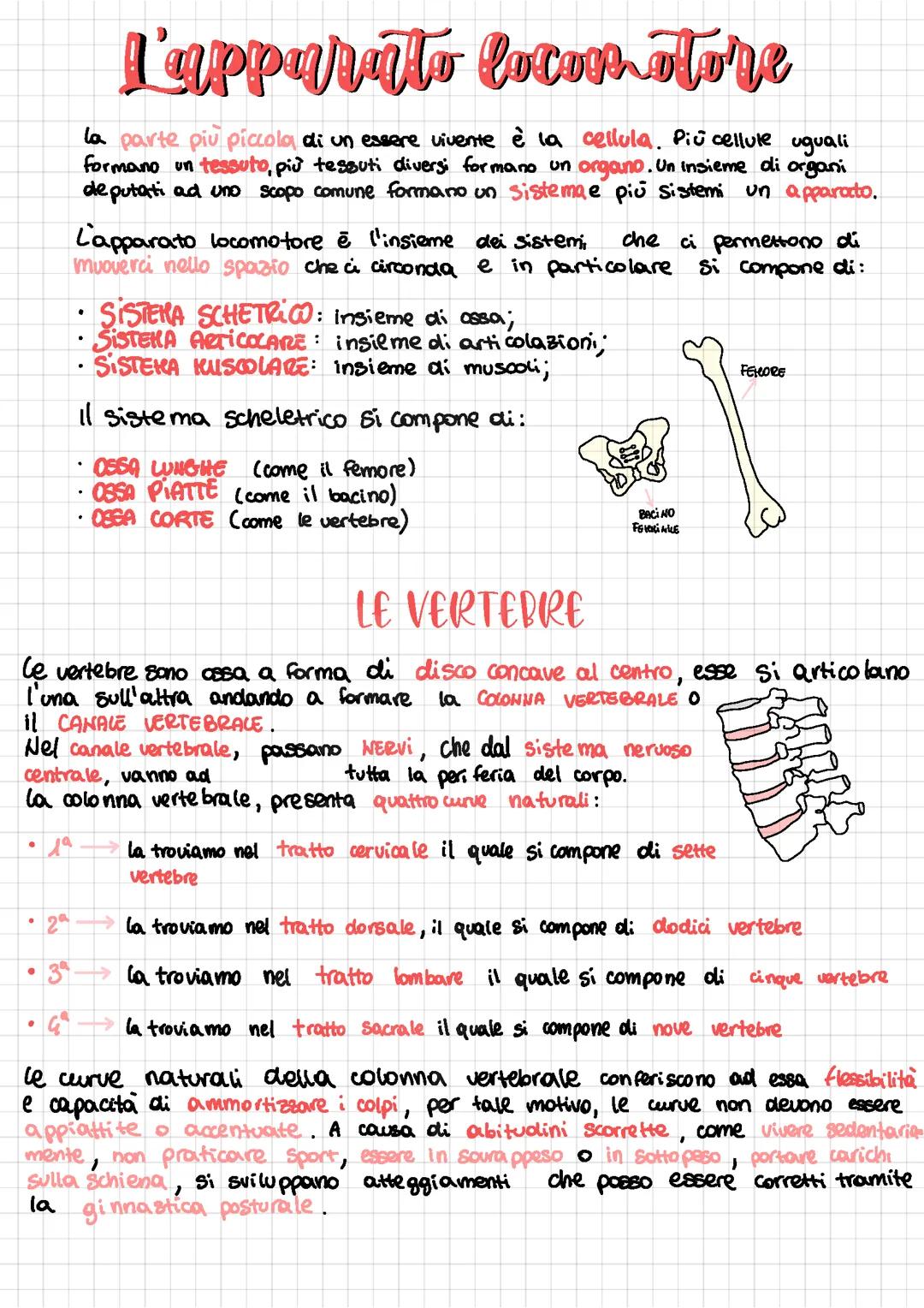 L'apparato locomotore