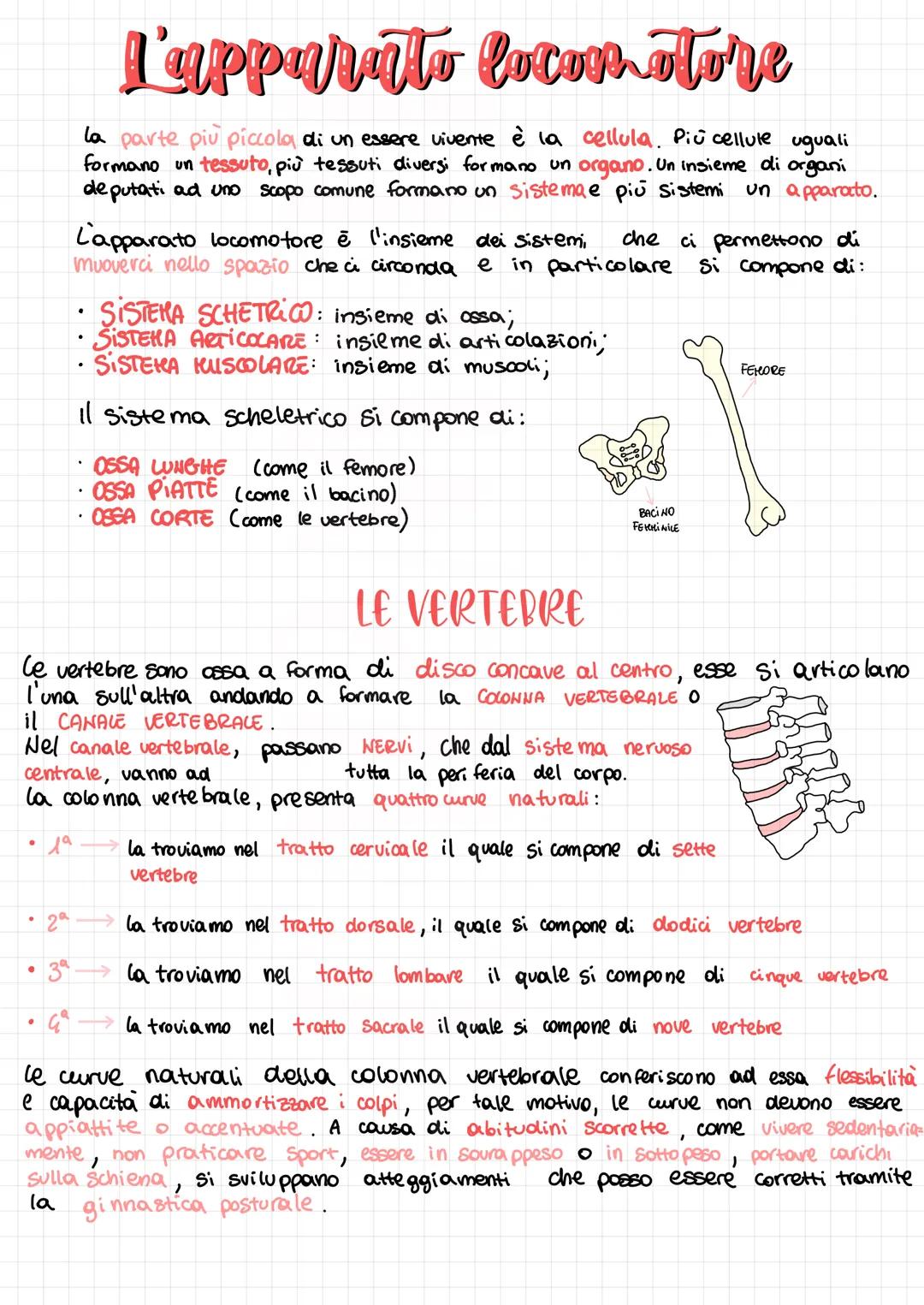 L'apparato locomotore
la parte più piccolo di un essere vivente è la cellula. Più cellule uguali
formano un tessuto, più tessuti diversi for