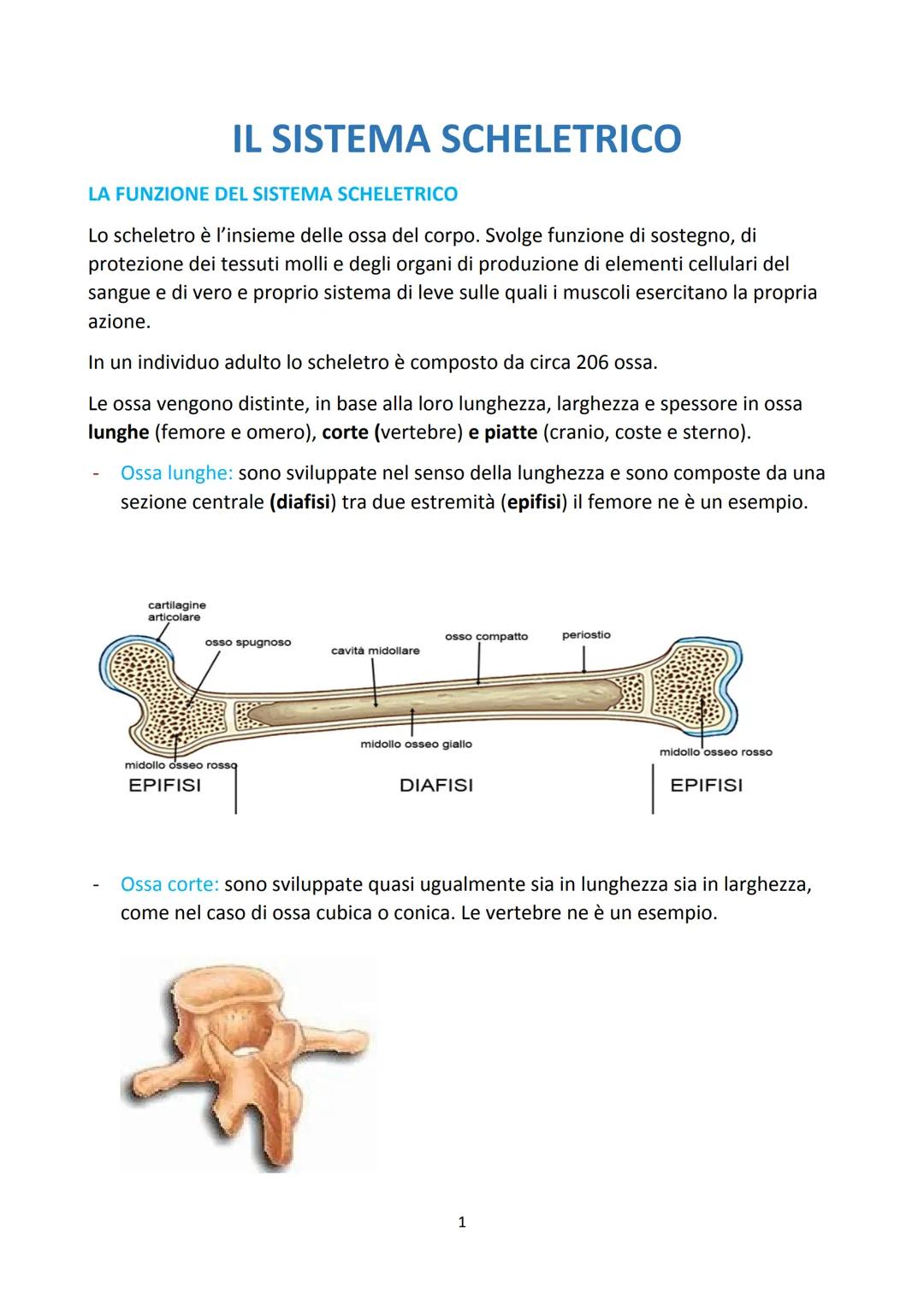 # IL SISTEMA SCHELETRICO
LA FUNZIONE DEL SISTEMA SCHELETRICO
Lo scheletro è l'insieme delle ossa del corpo. Svolge funzione di sostegno, d