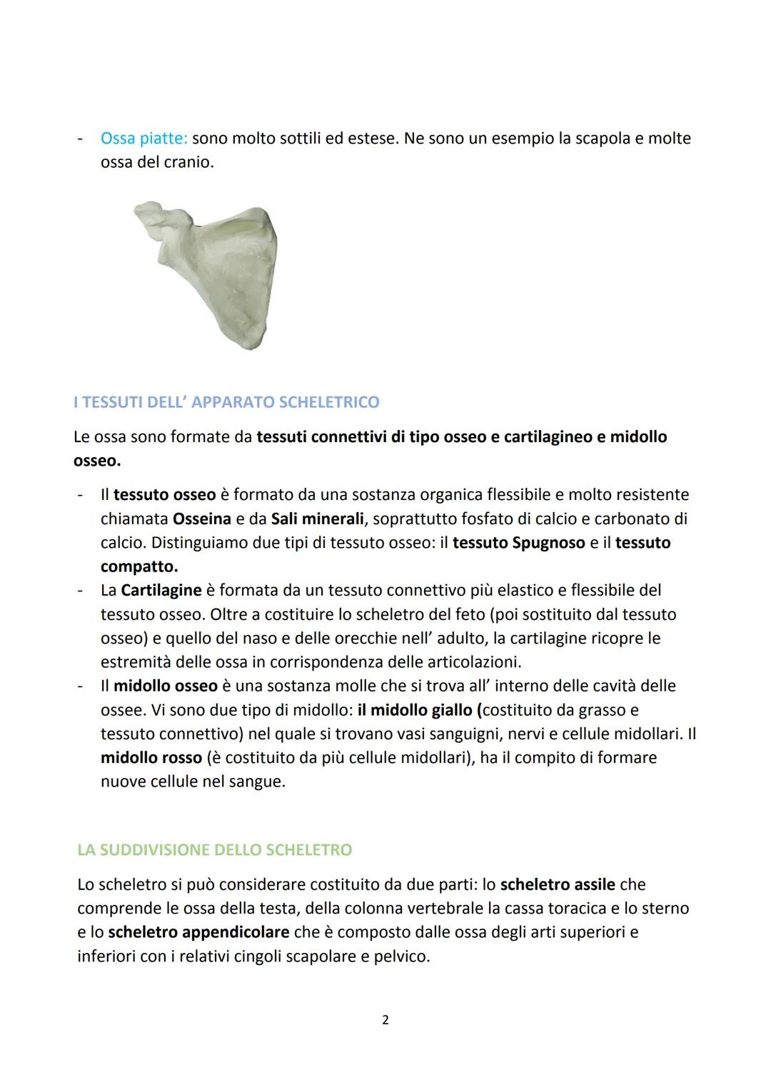 # IL SISTEMA SCHELETRICO
LA FUNZIONE DEL SISTEMA SCHELETRICO
Lo scheletro è l'insieme delle ossa del corpo. Svolge funzione di sostegno, d