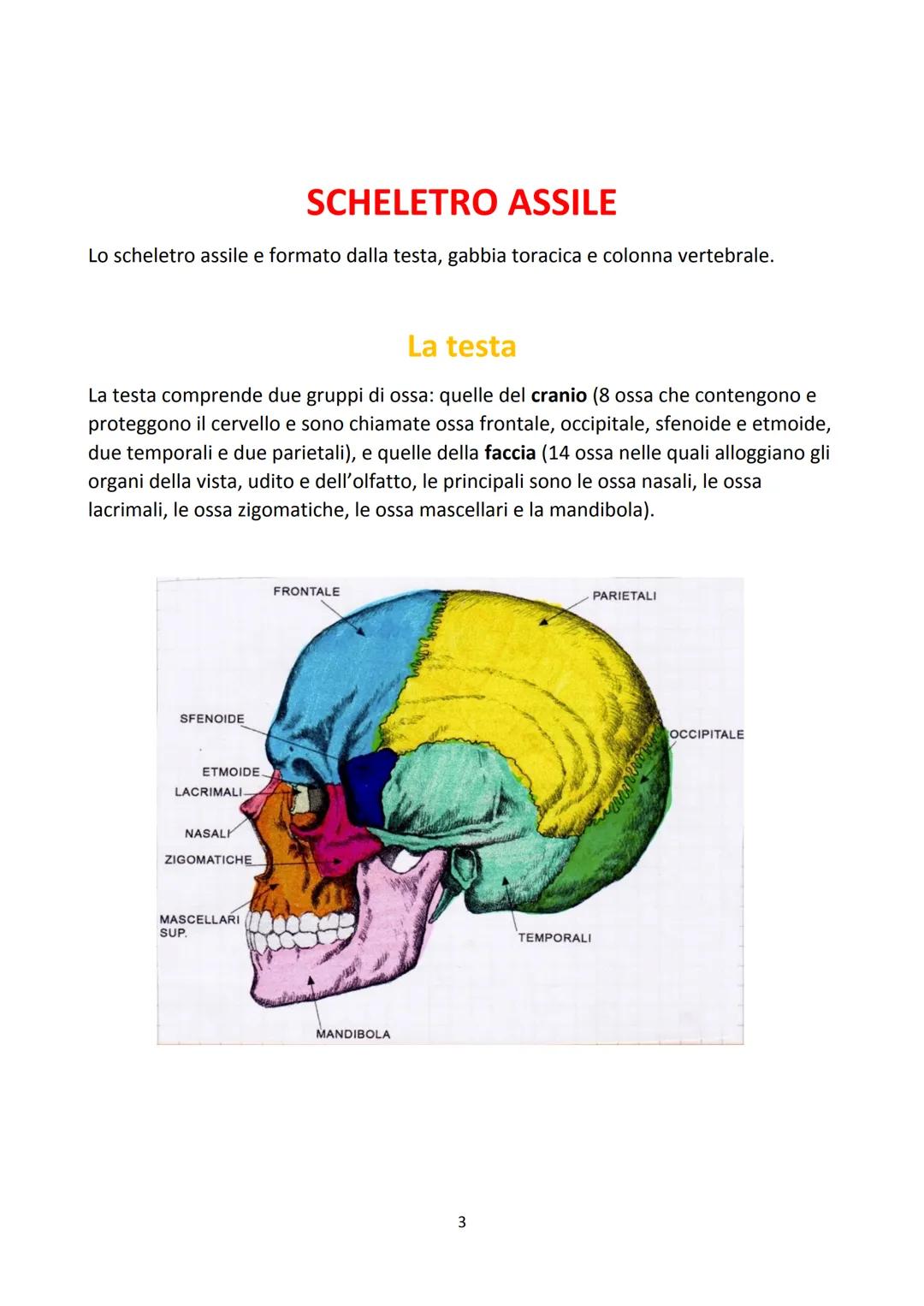 # IL SISTEMA SCHELETRICO
LA FUNZIONE DEL SISTEMA SCHELETRICO
Lo scheletro è l'insieme delle ossa del corpo. Svolge funzione di sostegno, d